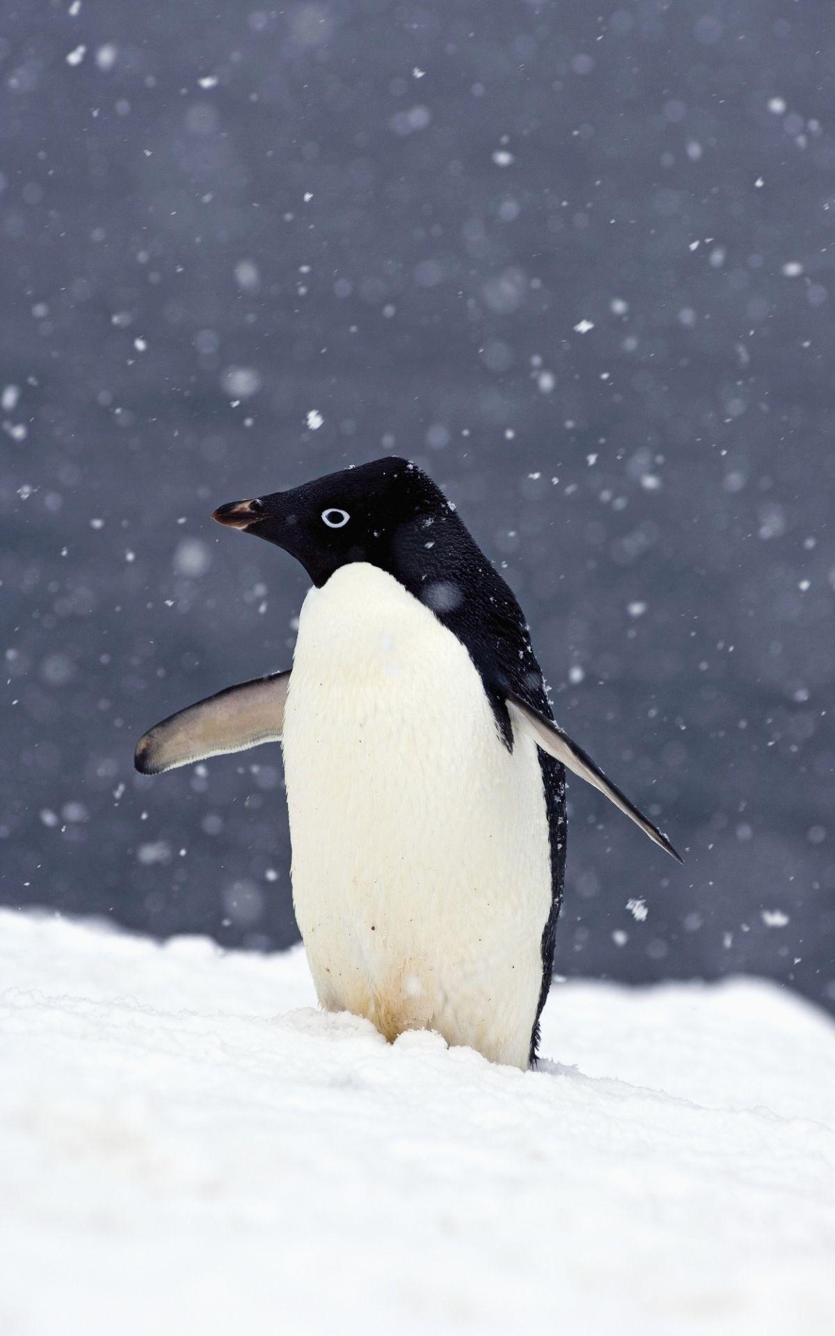 1200x1920 Free download Adelie Penguin Standing In Falling Snow Wallpaper Wallsauce US [1328x2000] for your Desktop, Mobile & Tablet. Explore Penguin Phone Wallpaper. Penguin Phone Wallpaper, Penguin Wallpaper, Penguin Wallpaper