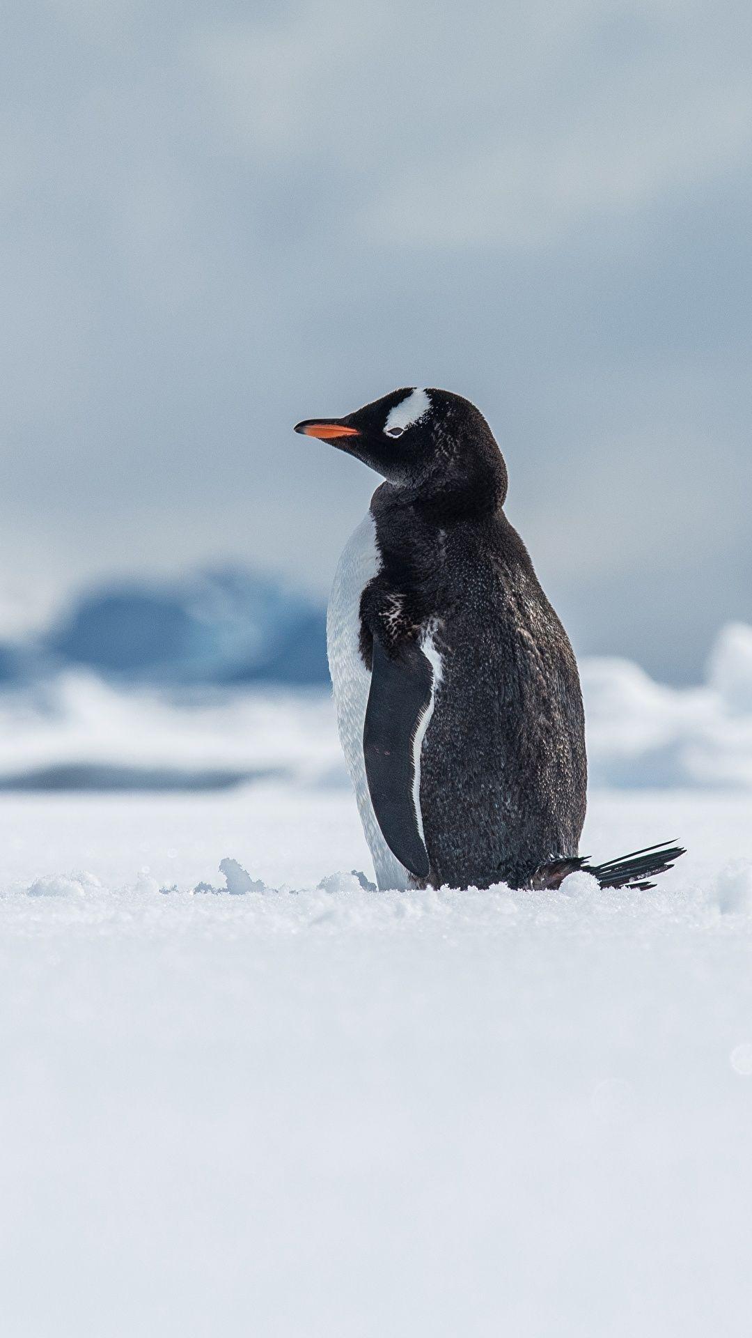 1080x1920 Desktop Wallpaper Gentoo penguin Antarctica, Wilhelmina 1080x1920