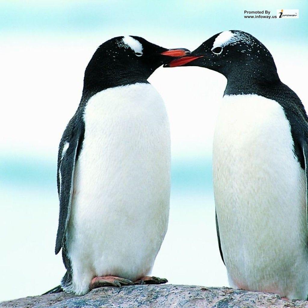 1024x1024 penguins in love wallpaper. penguins in love wallpaper