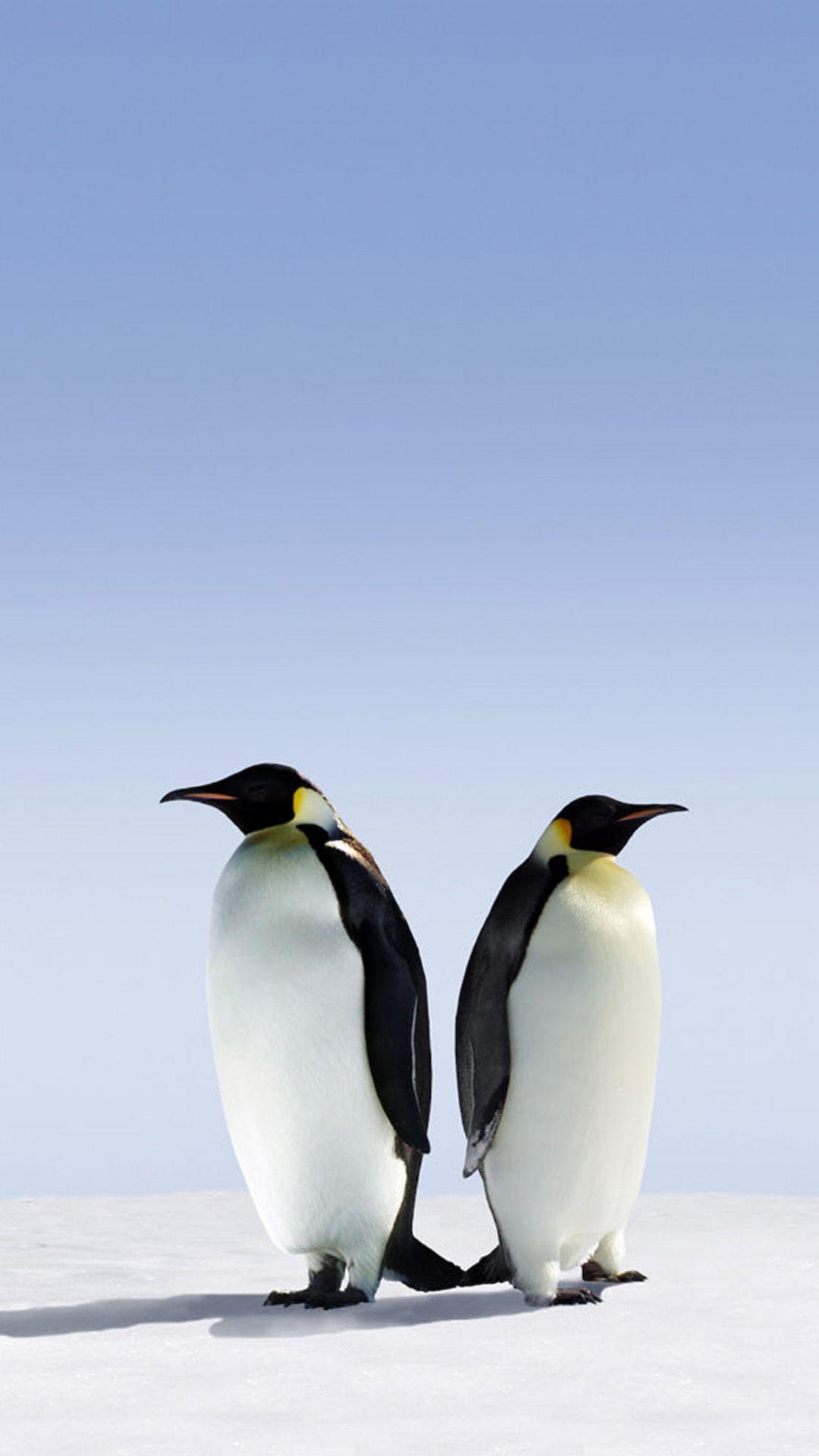 1080x1920 Free download Cute Penguin iPhone Wallpaper Top Cute Penguin iPhone [1080x1920] for your Desktop, Mobile & Tablet. Explore Penguin iPhone Wallpaper. Penguin iPhone Wallpaper, Penguin Wallpaper, Penguin Wallpaper