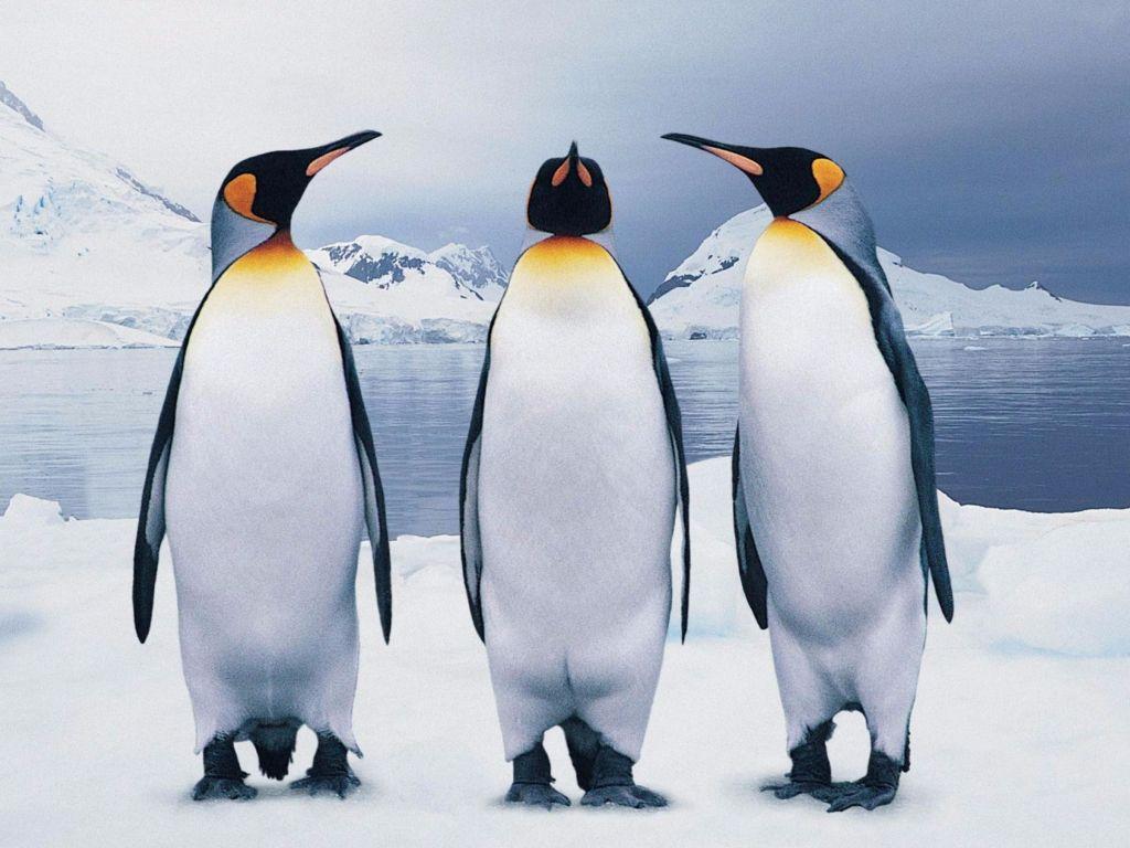 1024x768 Penguin 4K wallpaper for your desktop or mobile screen free and easy to download