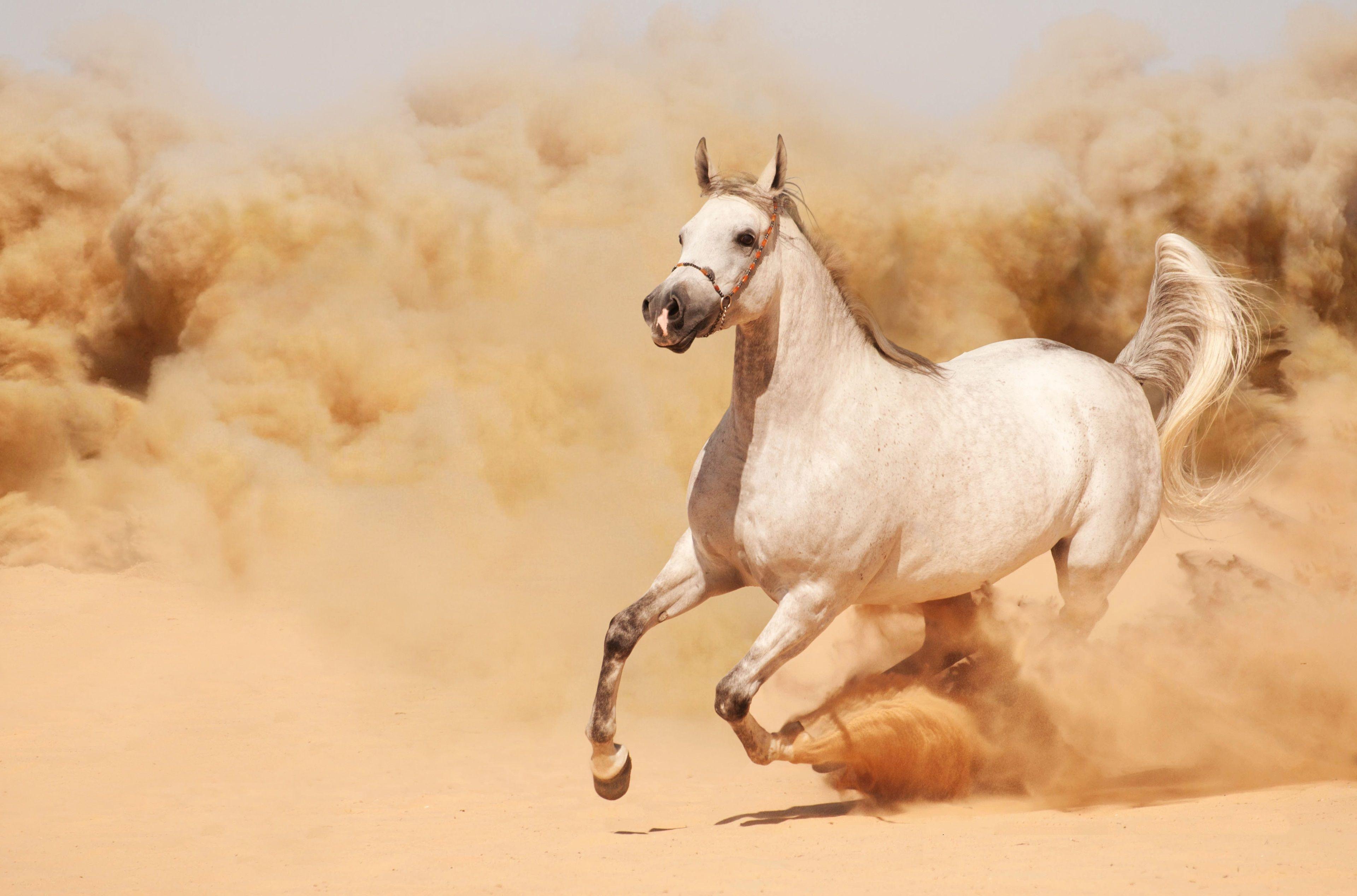 Horses 4K Wallpapers - Top Free Horses 4K Backgrounds - Wallpaperaccess