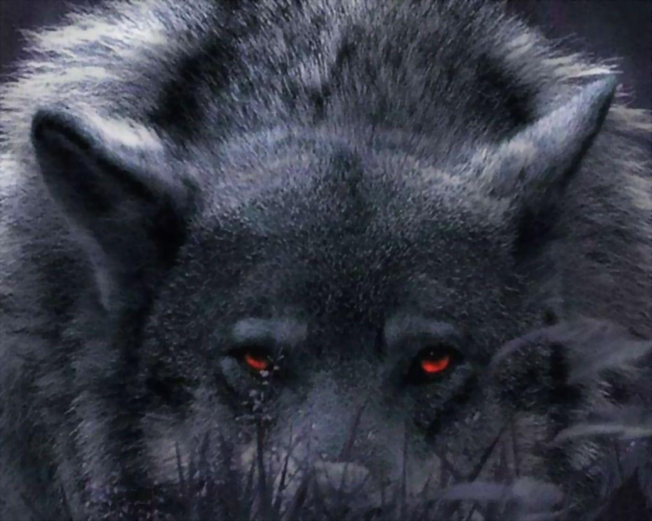 Iphone Alpha Wolf Wallpaper | Tukinem Wallpapers