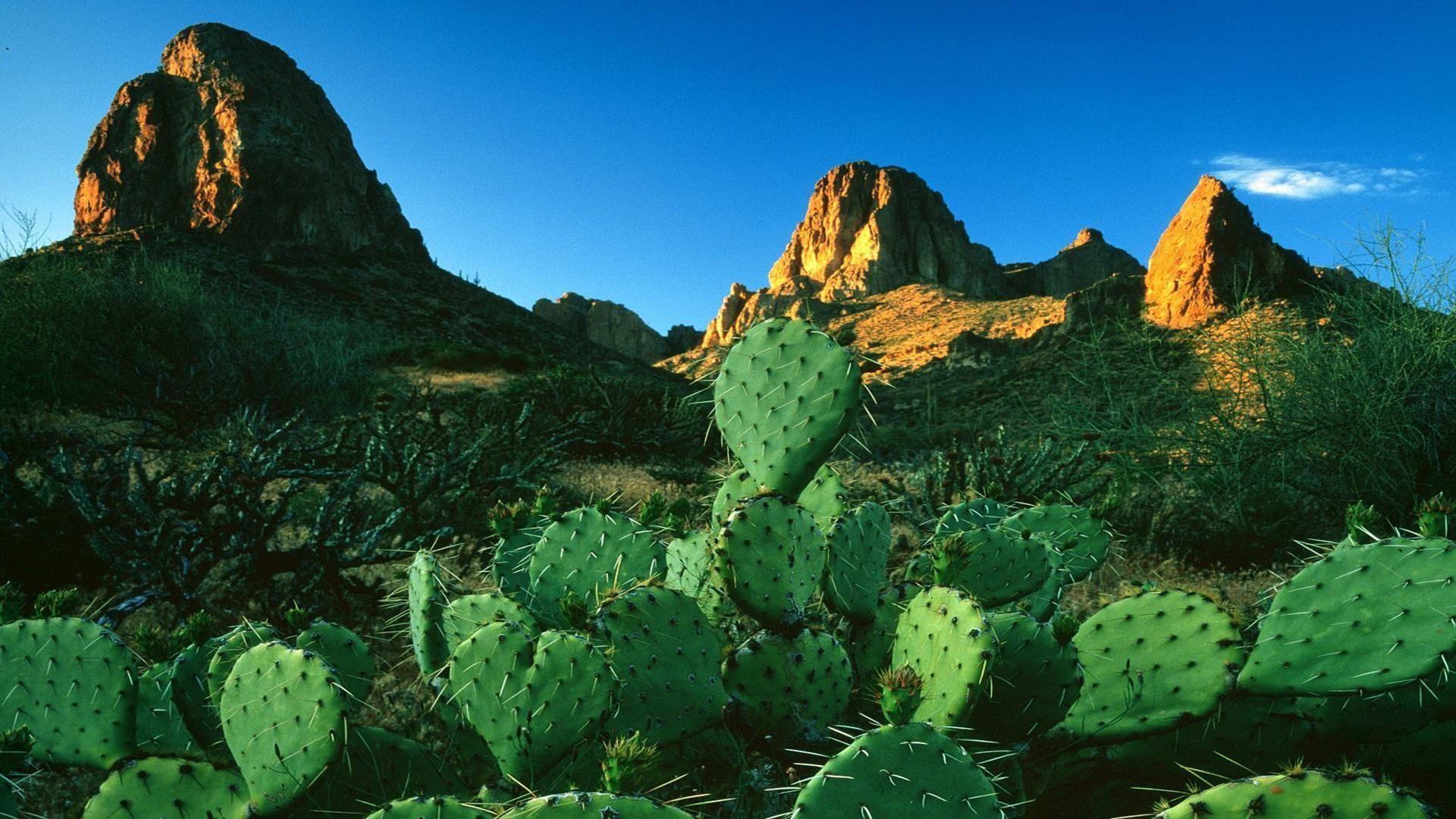 1920x1080 Sunrise light in desert with greenish cactus plant in focus free desktop background. Cactus background, Beautiful nature wallpaper, Nature wallpaper