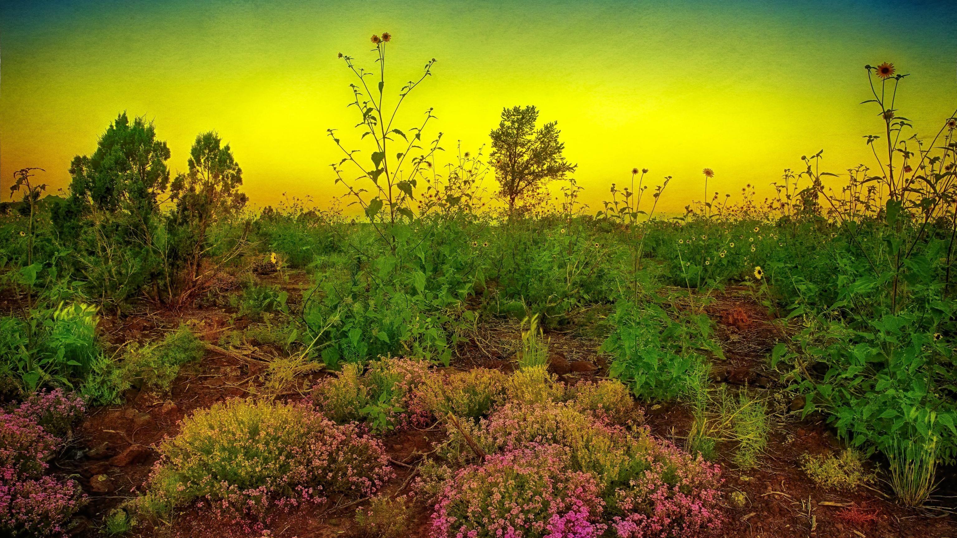 3072x1728 Wallpaper. Flowers. photo. picture. Monsoon Poem, Show Low, arizona, sunset, field