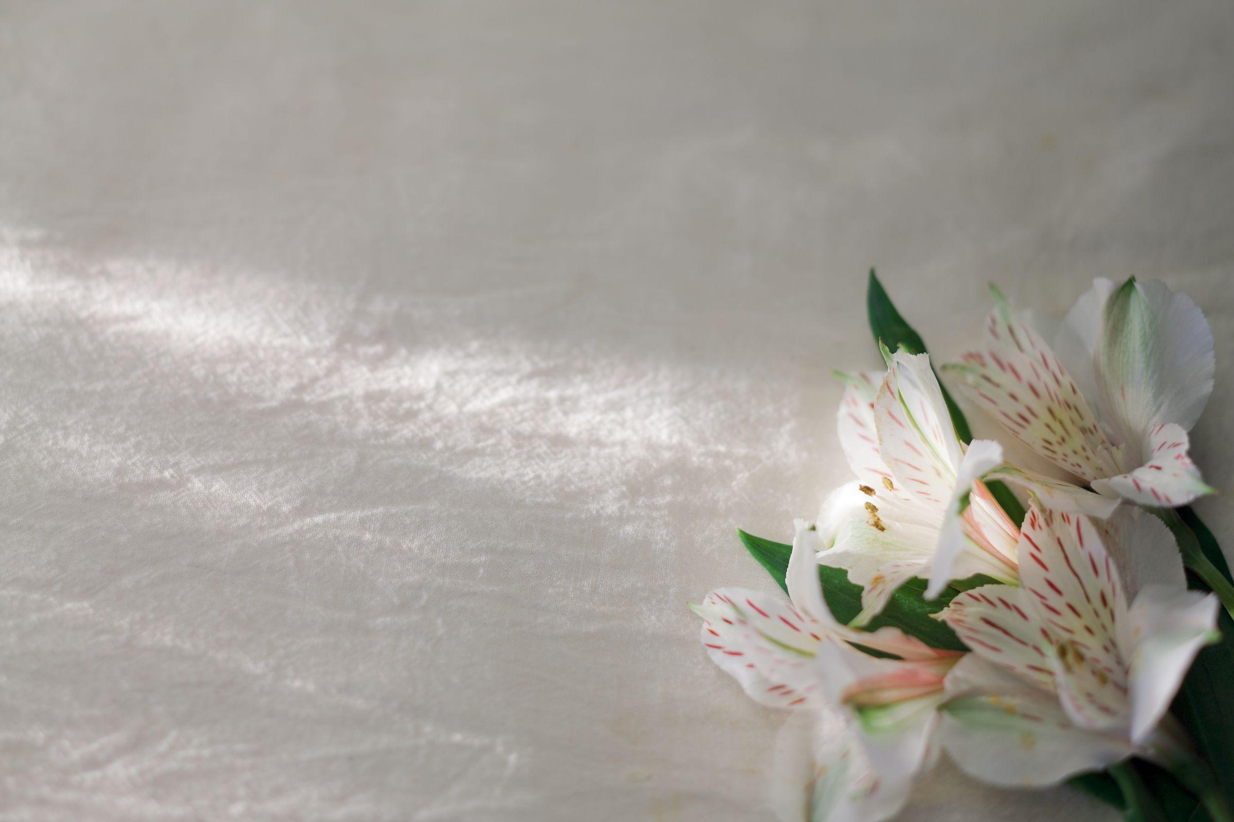 2400x1600 White and Pink Lilies