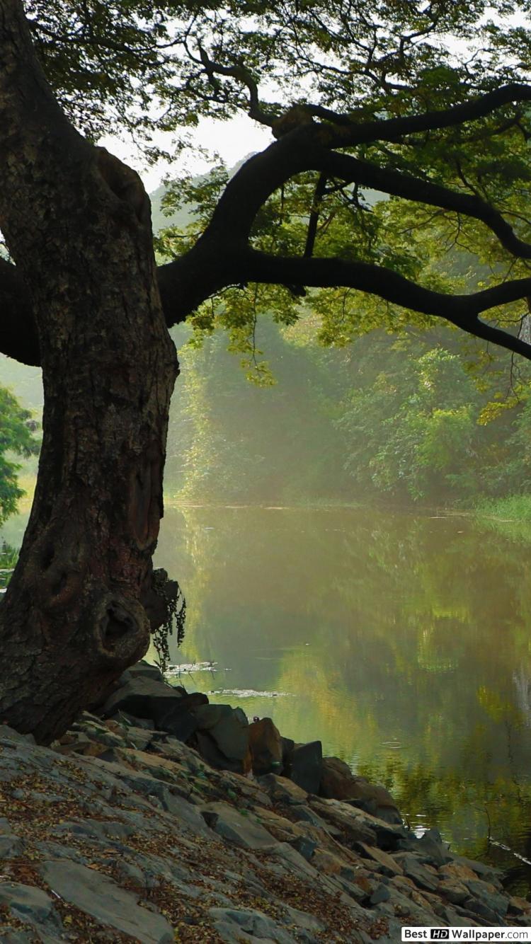 750x1334 Tree on Misty River HD wallpaper download