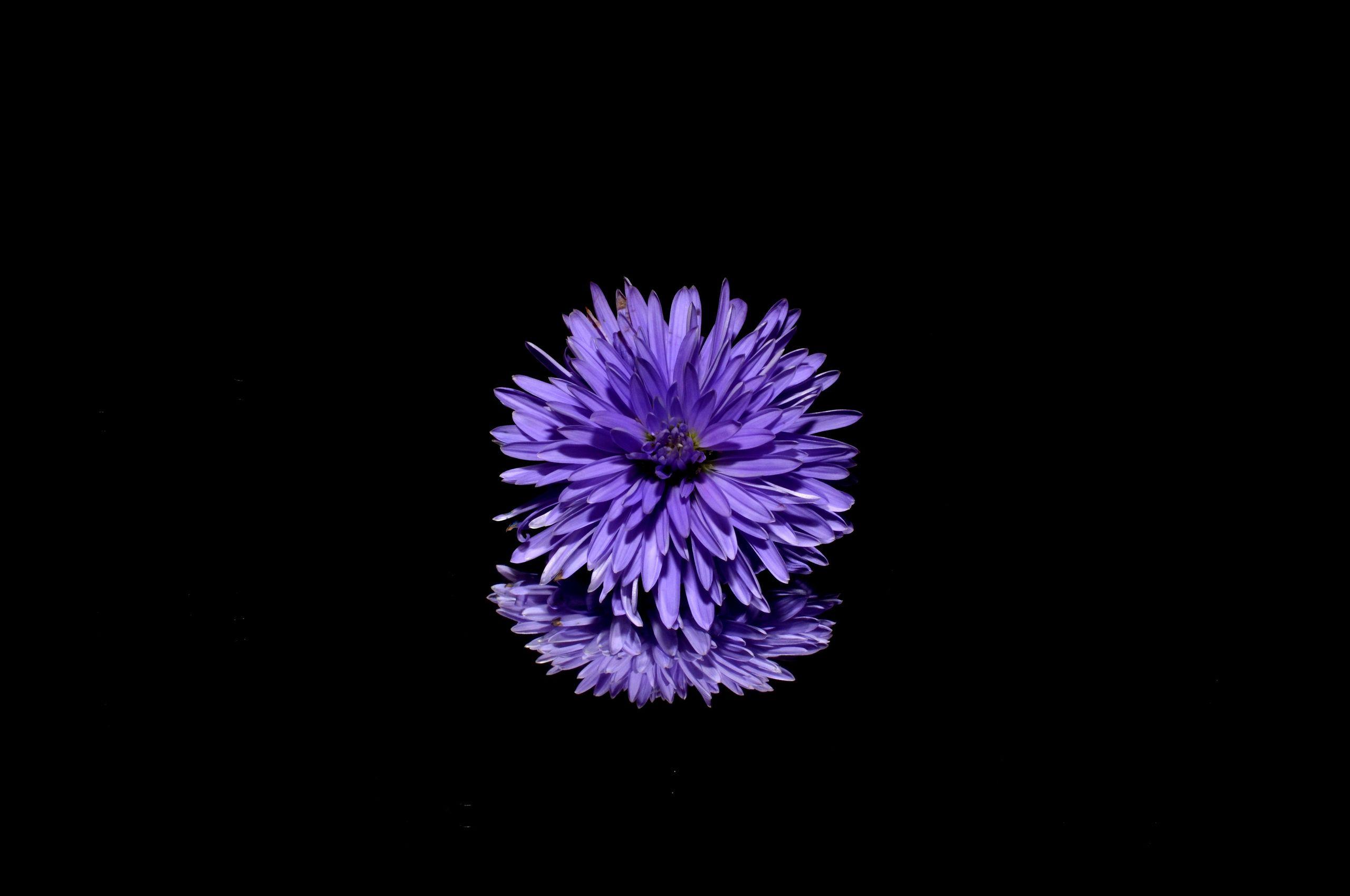 2560x1700 Blossom Purple Flower Black Background Reflection Chromebook Pixel HD 4k Wallpaper, Image, Background, Photo and Picture