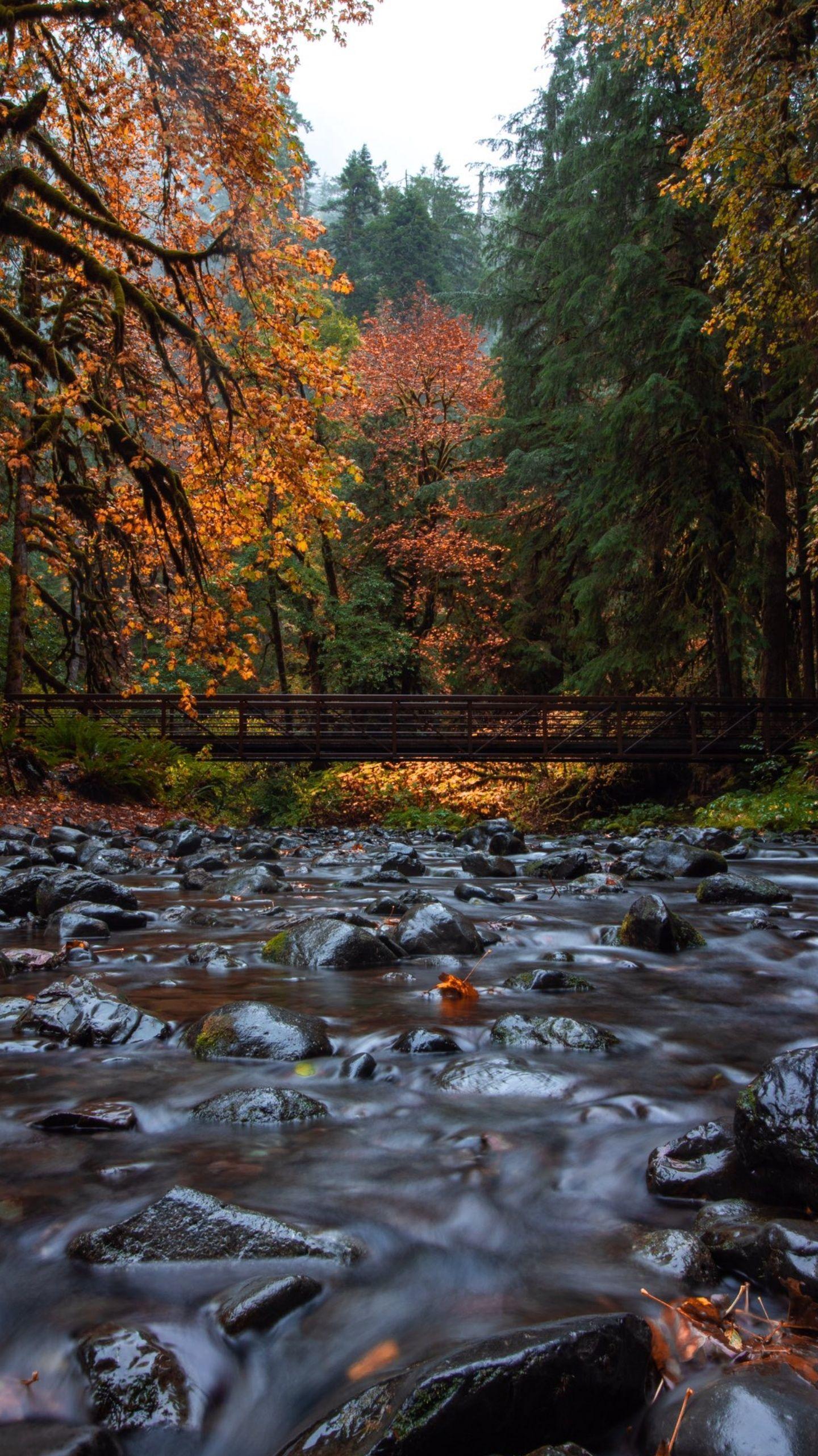 1440x2560 Fall Smoky Mountains 1440X2560. Forest wallpaper, Nature wallpaper, Wallpaper