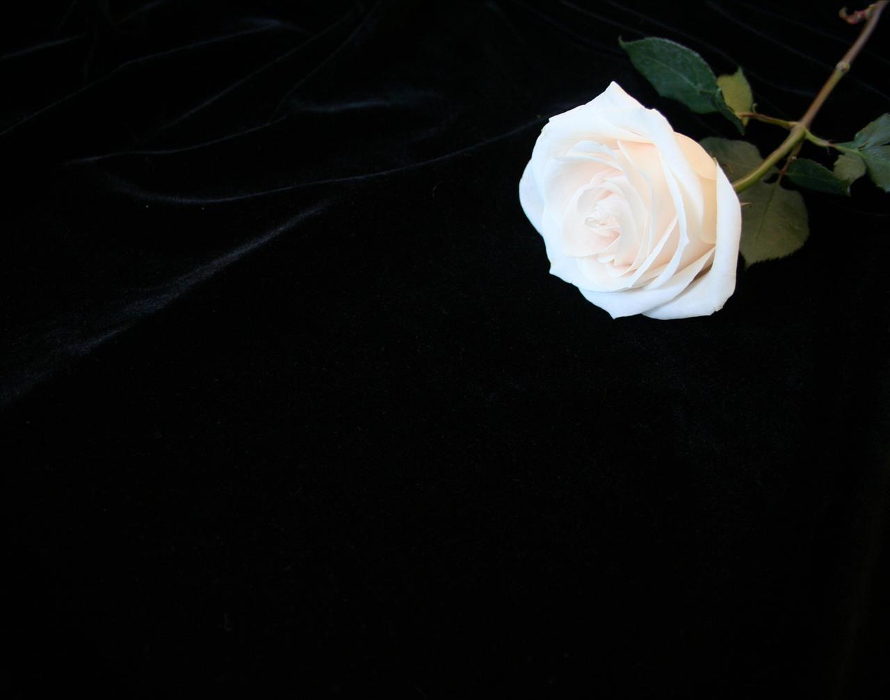 1280x1007 Black Floral Wallpaper Image