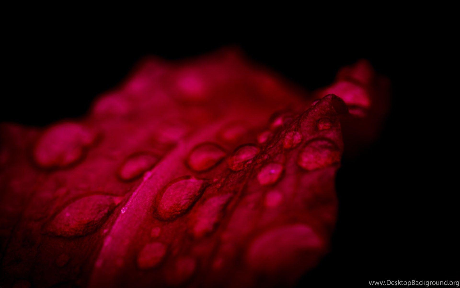 1920x1200 Black Wallpaper With Red Flowers HD Wallpaper And Picture Desktop Background