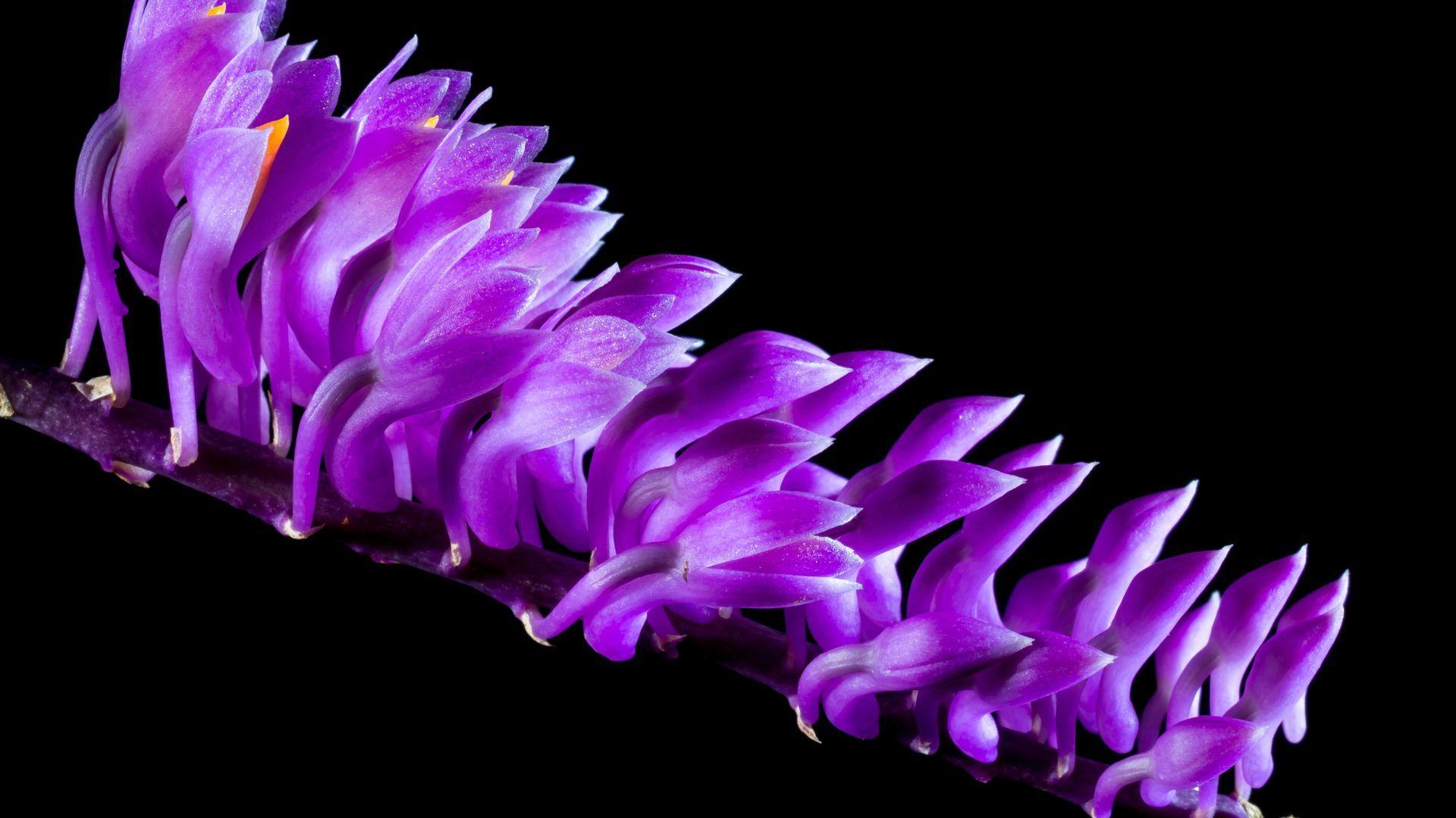 1920x1080 Purple Orchid Flowers Black Wallpaper
