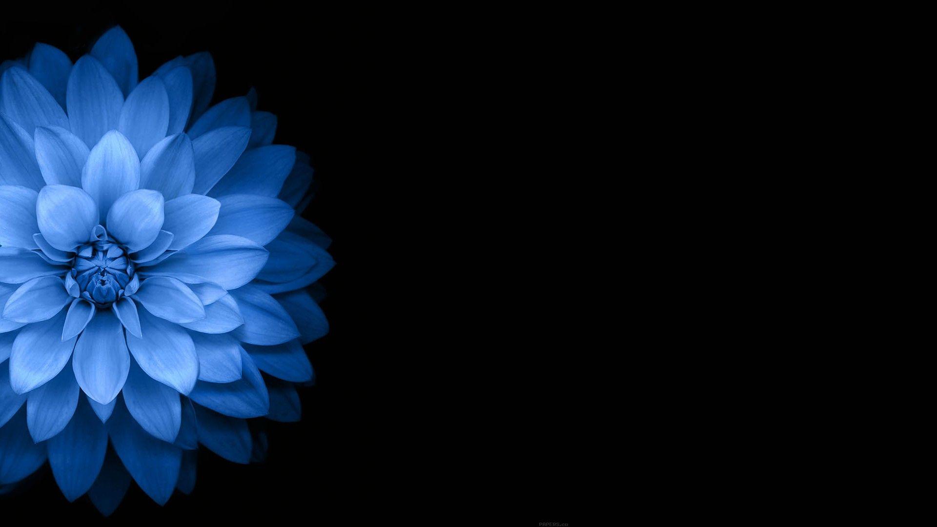 1920x1080 #dark, #flowers, #blue, #black, wallpaper. Mocah.org HD Wallpaper