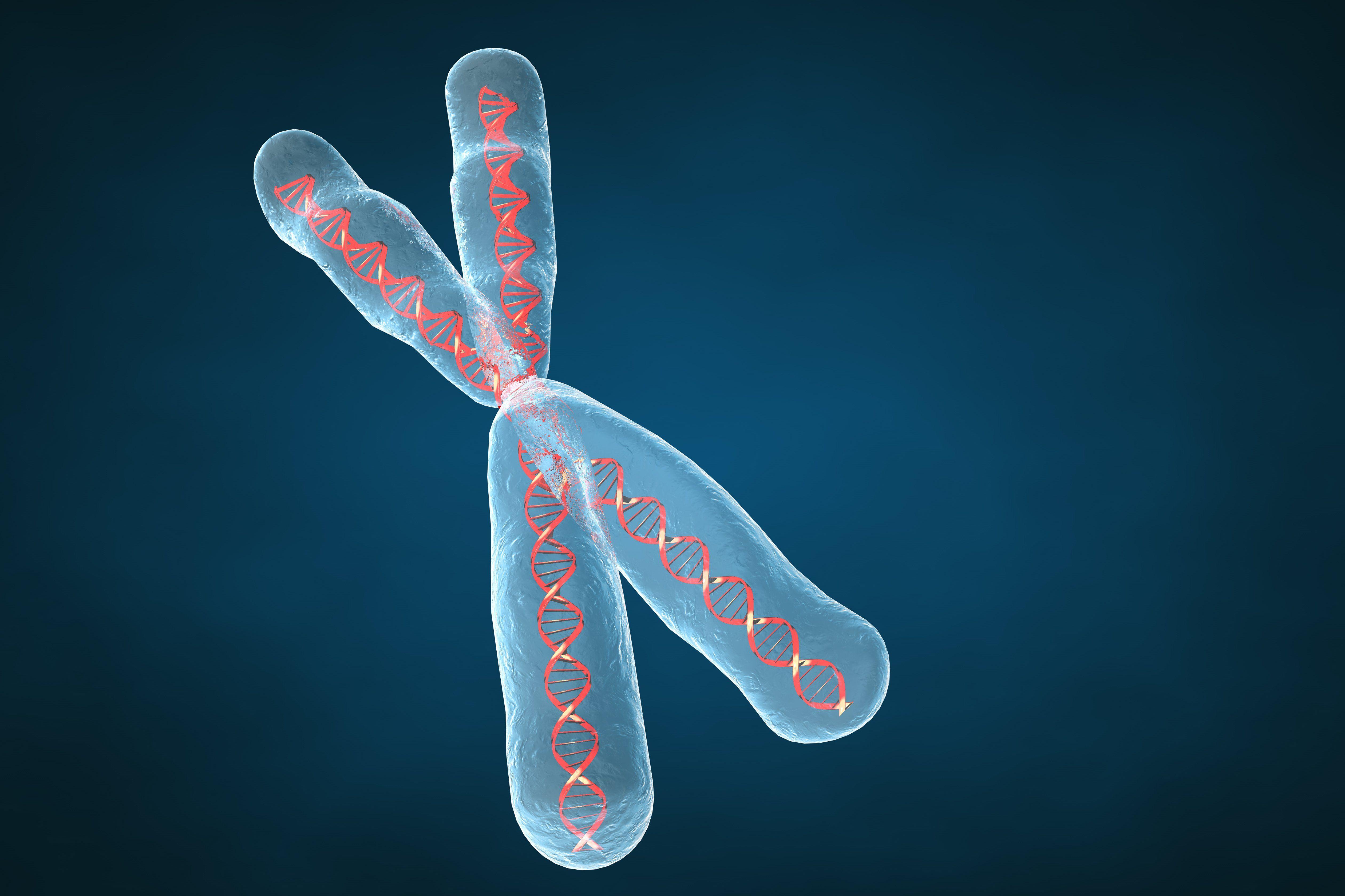 Chromosomes Fact Sheet