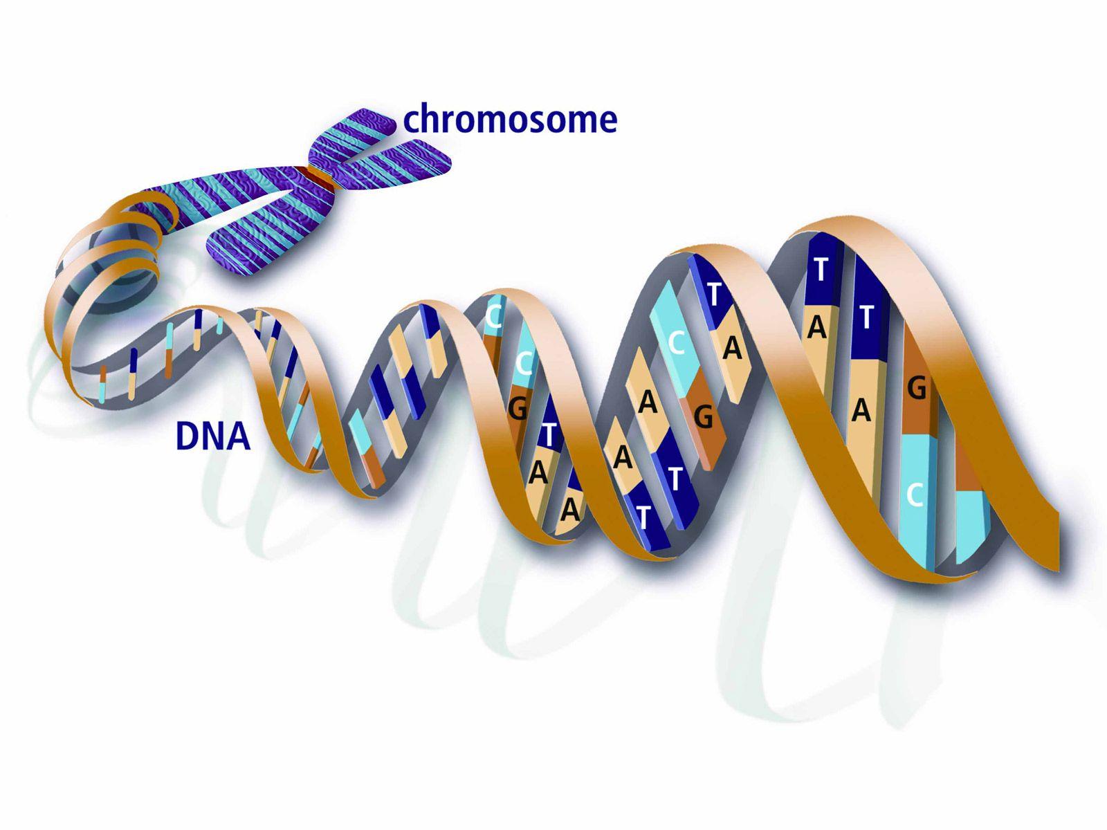 3d illustration of Chromosomes Stock Photo by Sashkin7 123503422