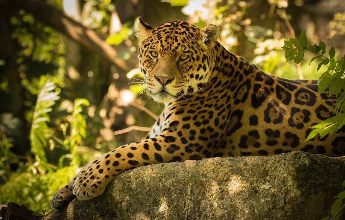 Jaguar Cat Wallpapers - Top Free Jaguar Cat Backgrounds - WallpaperAccess