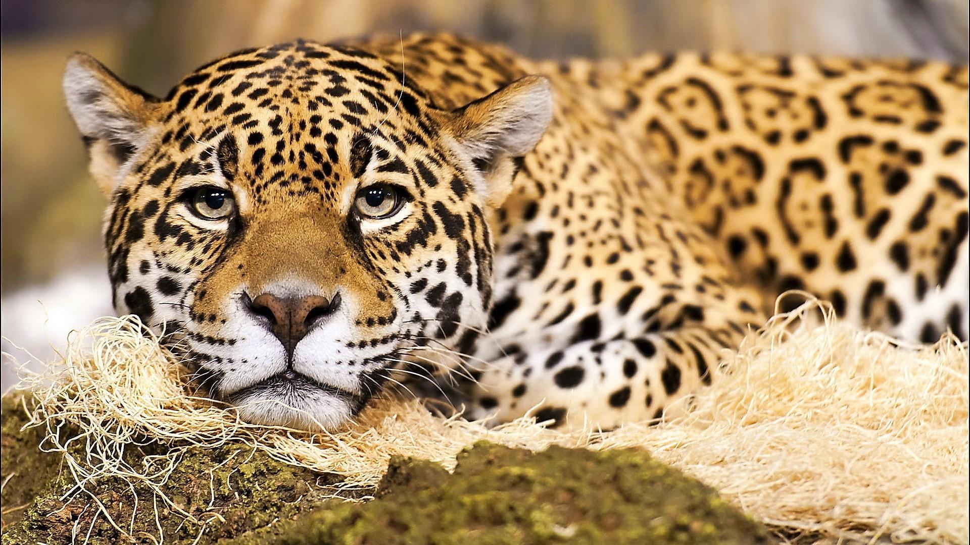 1920x1080 Jaguar cat wallpaperx1080