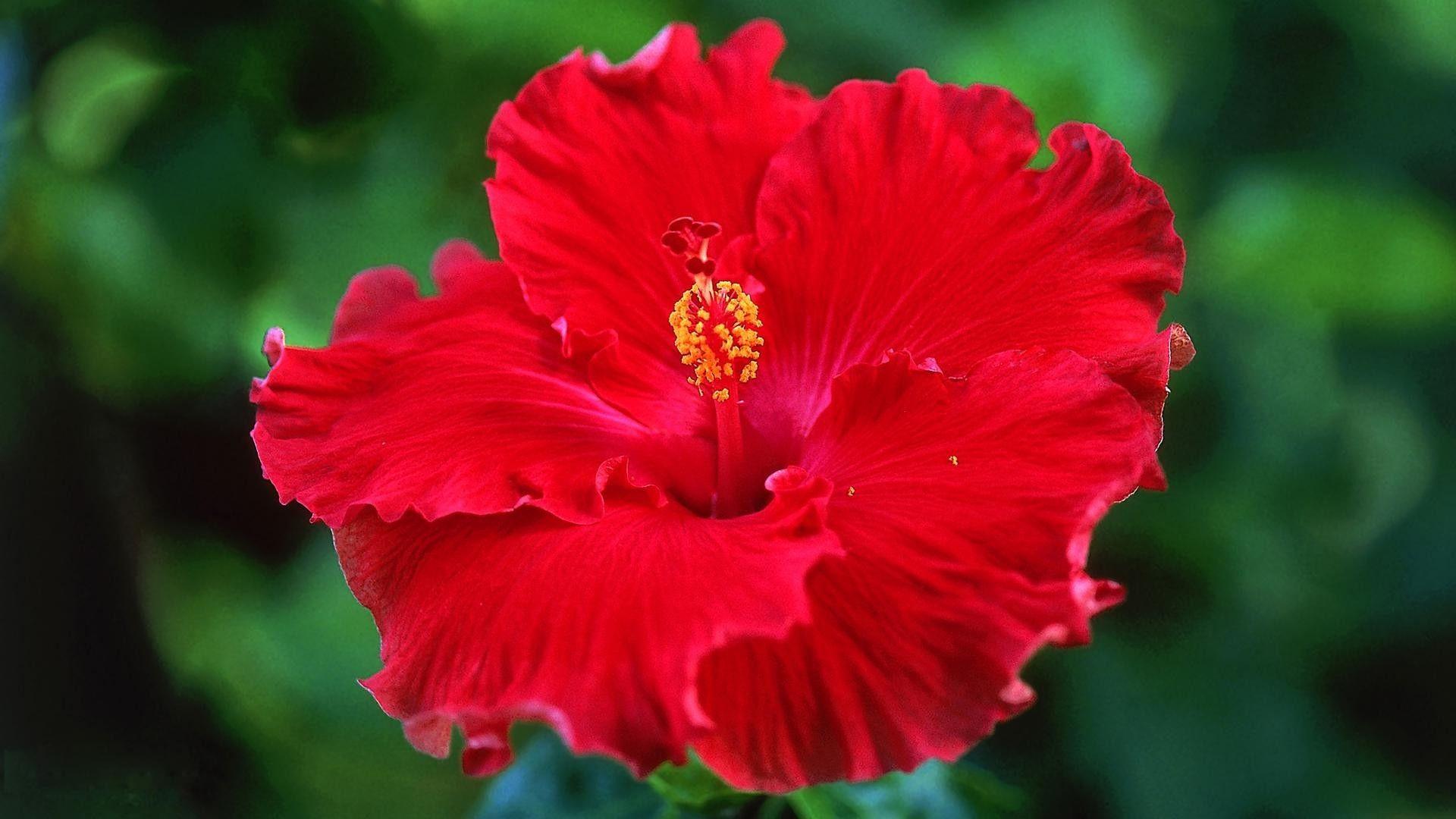 1920x1080 Red hibiscus wallpaperx1080