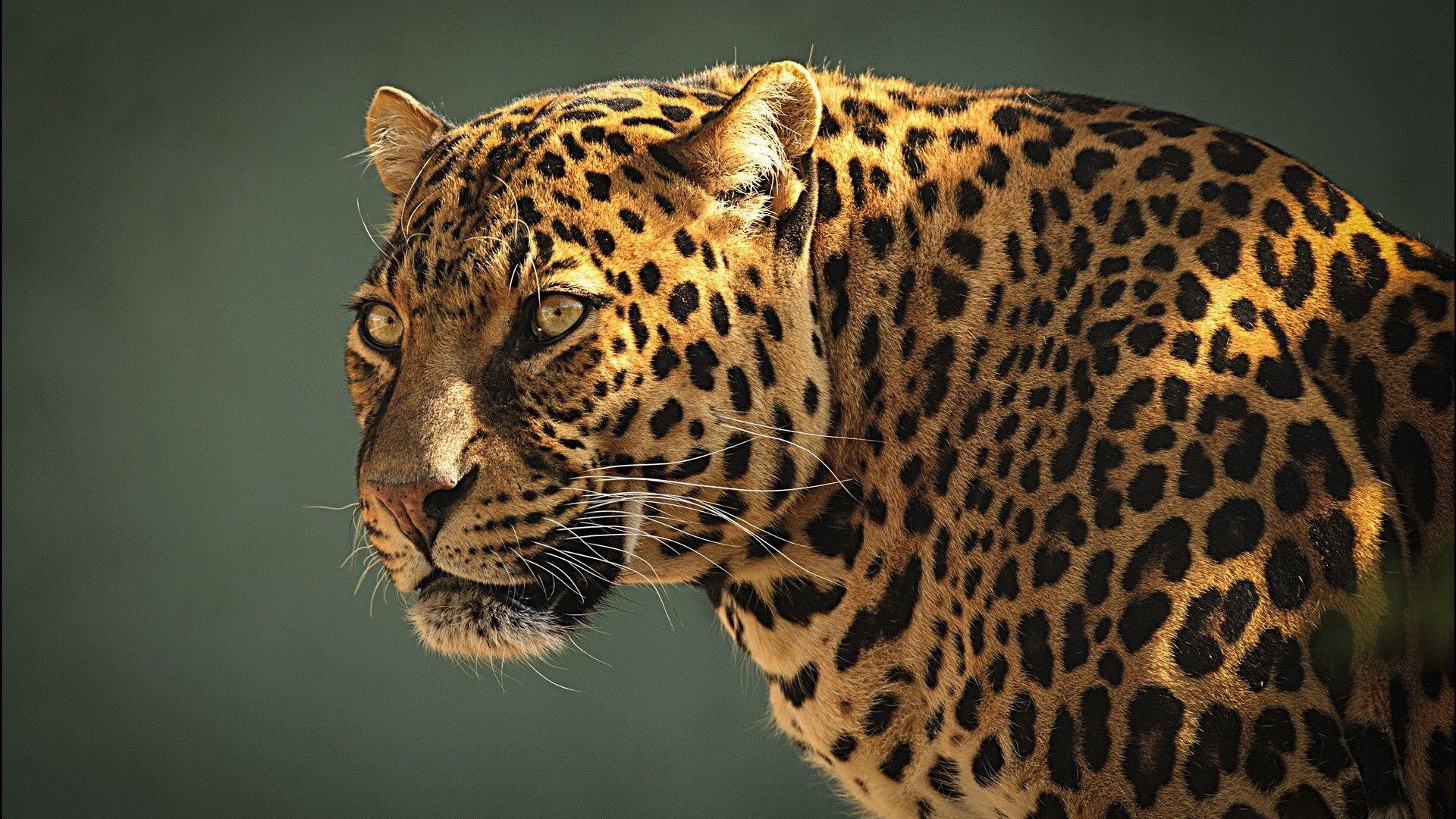 1920x1080 Free download Jaguar Animal Wallpaper image gallery [1920x1200] for your Desktop, Mobile & Tablet. Explore Jaguar Animal Wallpaper. Black Jaguar Wallpaper, Jaguar HD Wallpaper, Jaguar Desktop Wallpaper
