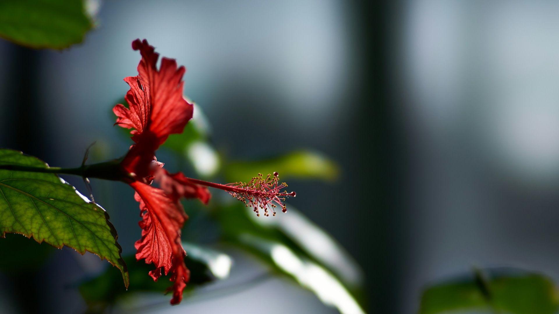 1920x1080 Hibiscus Flower Laptop Full HD 1080P HD 4k Wallpaper, Image, Background, Photo and Picture