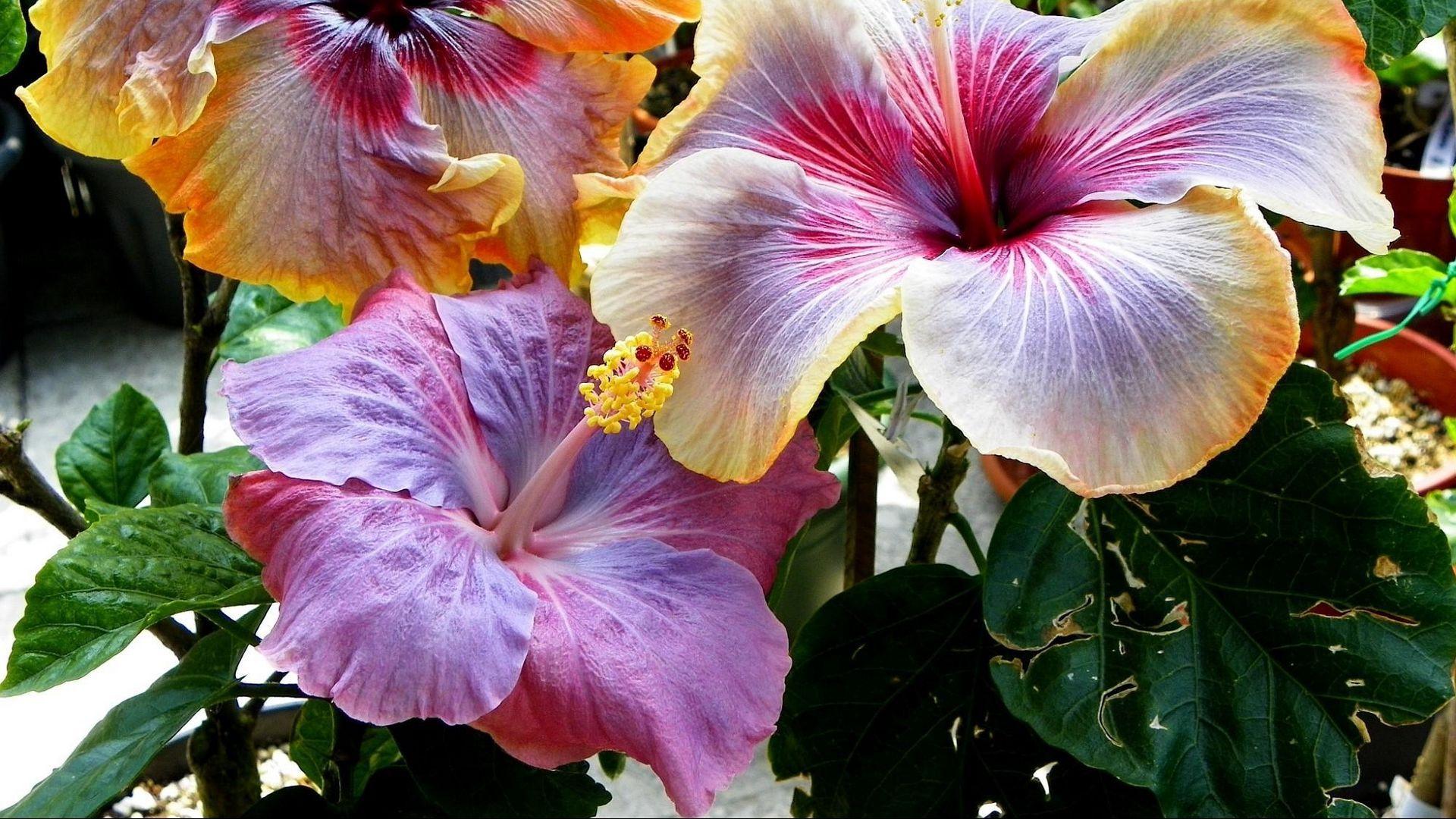 1920x1080 Download wallpaper 1920x1080 hibiscus, blossoms, leaves, stamens full hd, hdtv, fhd, 1080p HD background