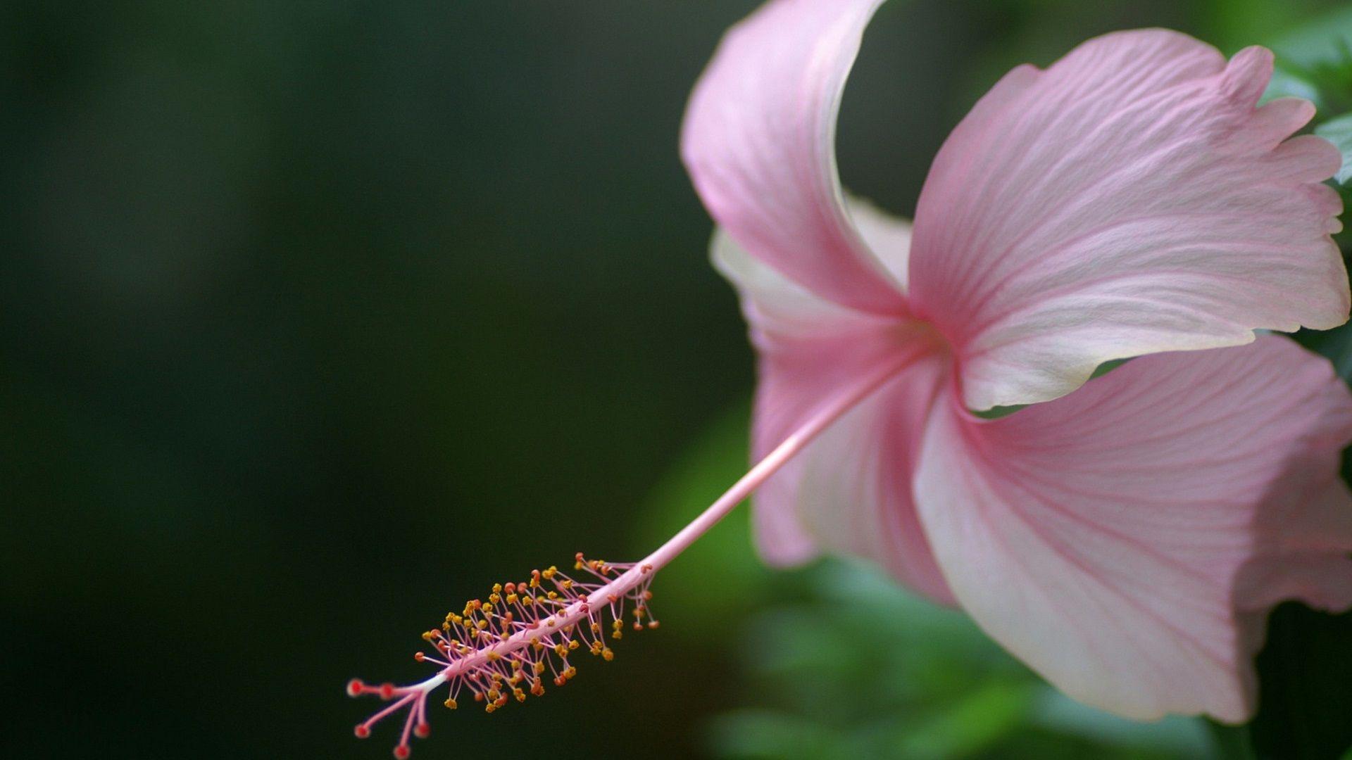 1920x1080 Beautiful Hibiscus Flowers Picture