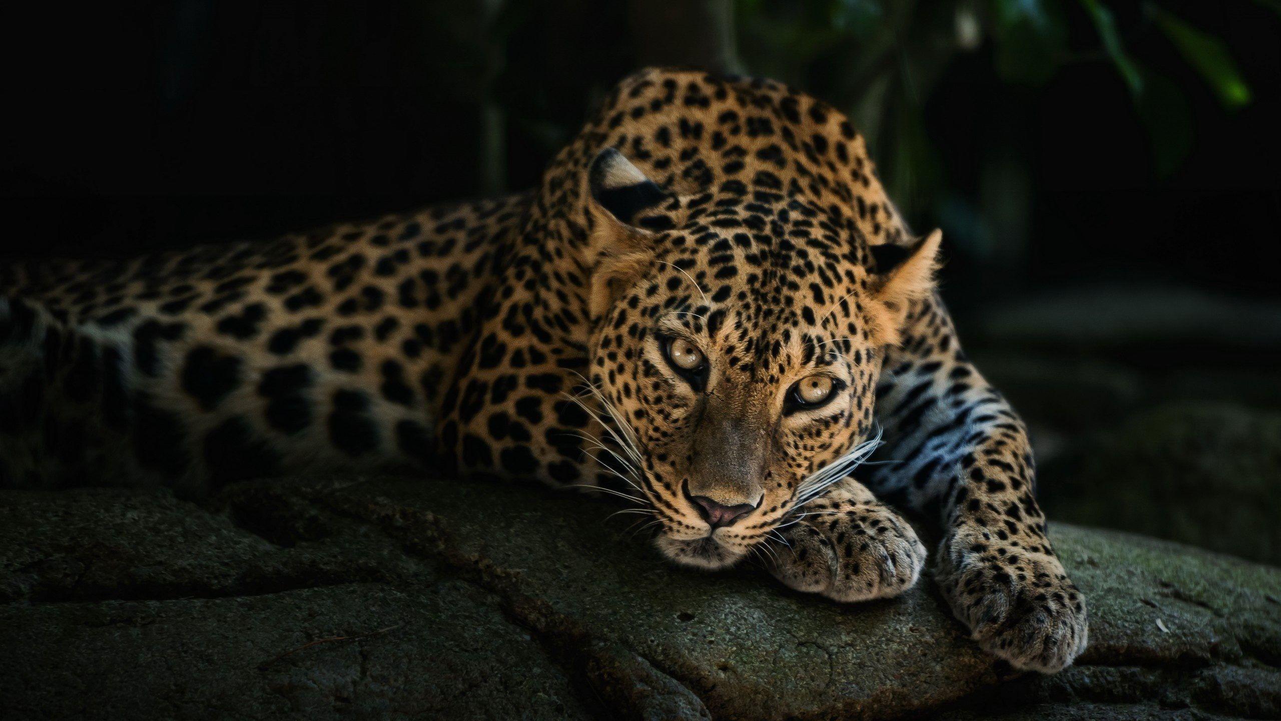 Jaguar Cat Wallpapers - Top Free Jaguar Cat Backgrounds - WallpaperAccess