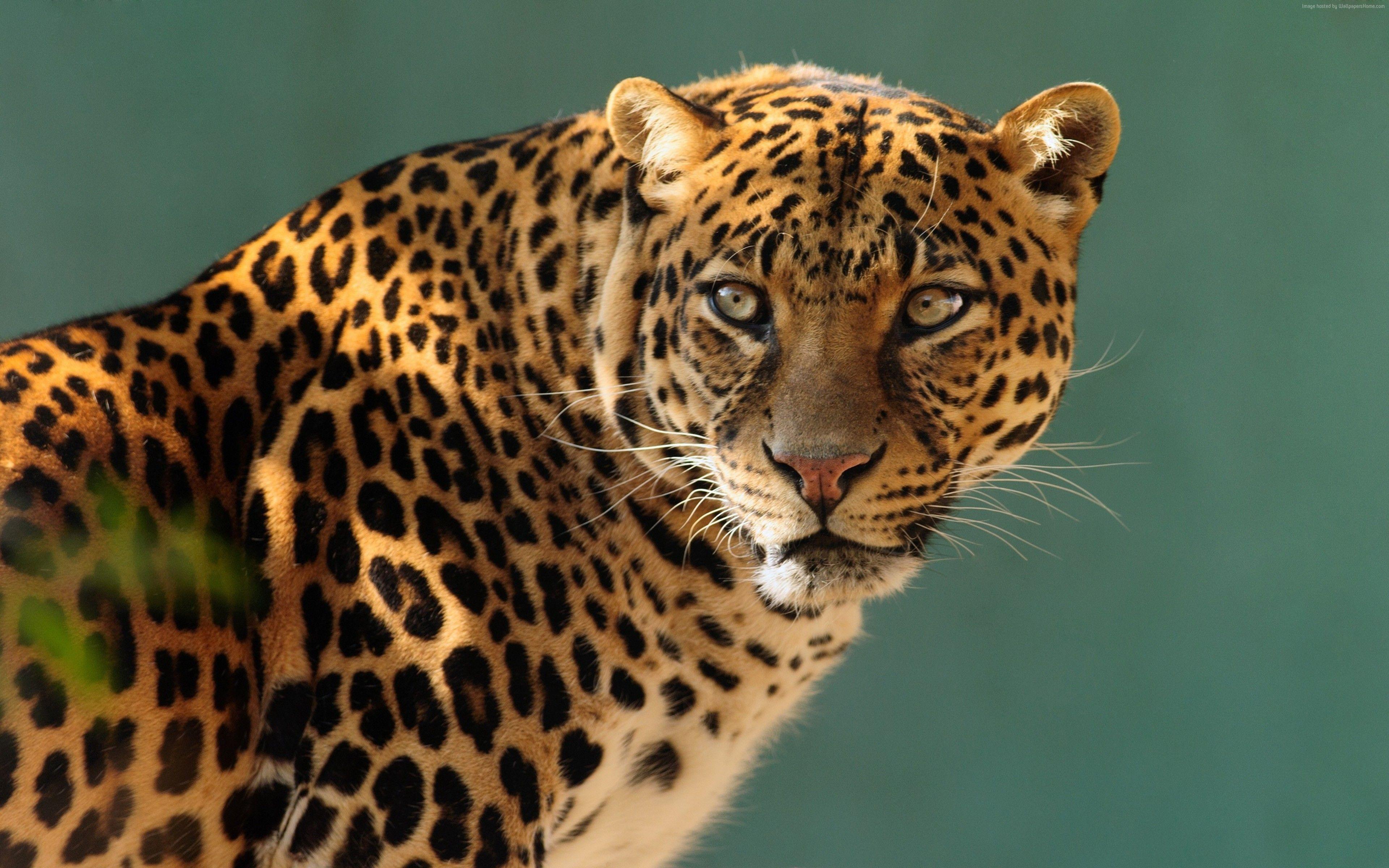 3840x2400 Wallpaper jaguar, wild, cat, face, Animals Wallpaper Download Resolution 4K Wallpaper