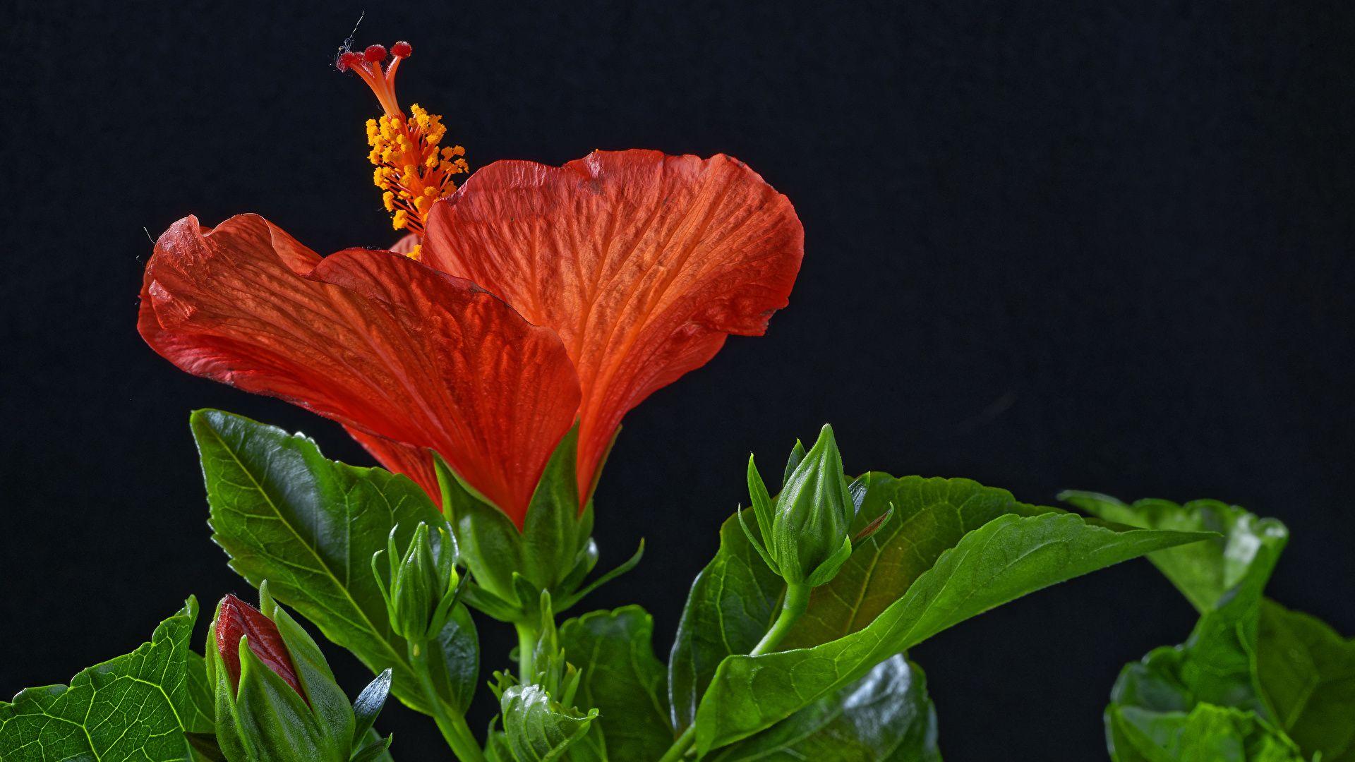 1920x1080 image Red Flower Hibiscus Closeup Flower Bud Black 1920x1080