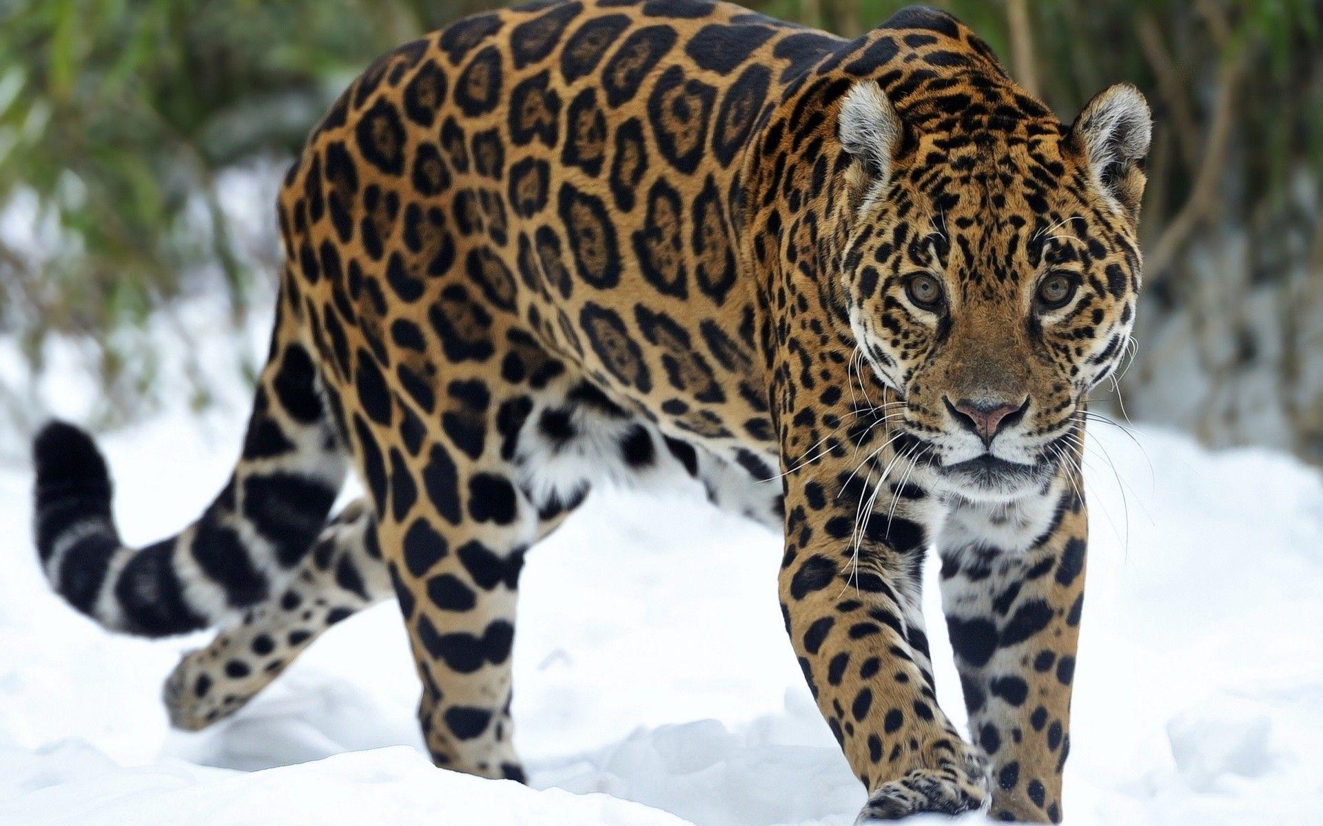 1920x1200 HD Wallpaper, jaguar, Background, Predator, HD Cat Wallpaper Cat, Kitten, Snow, Free, Eyes, 1920x1200