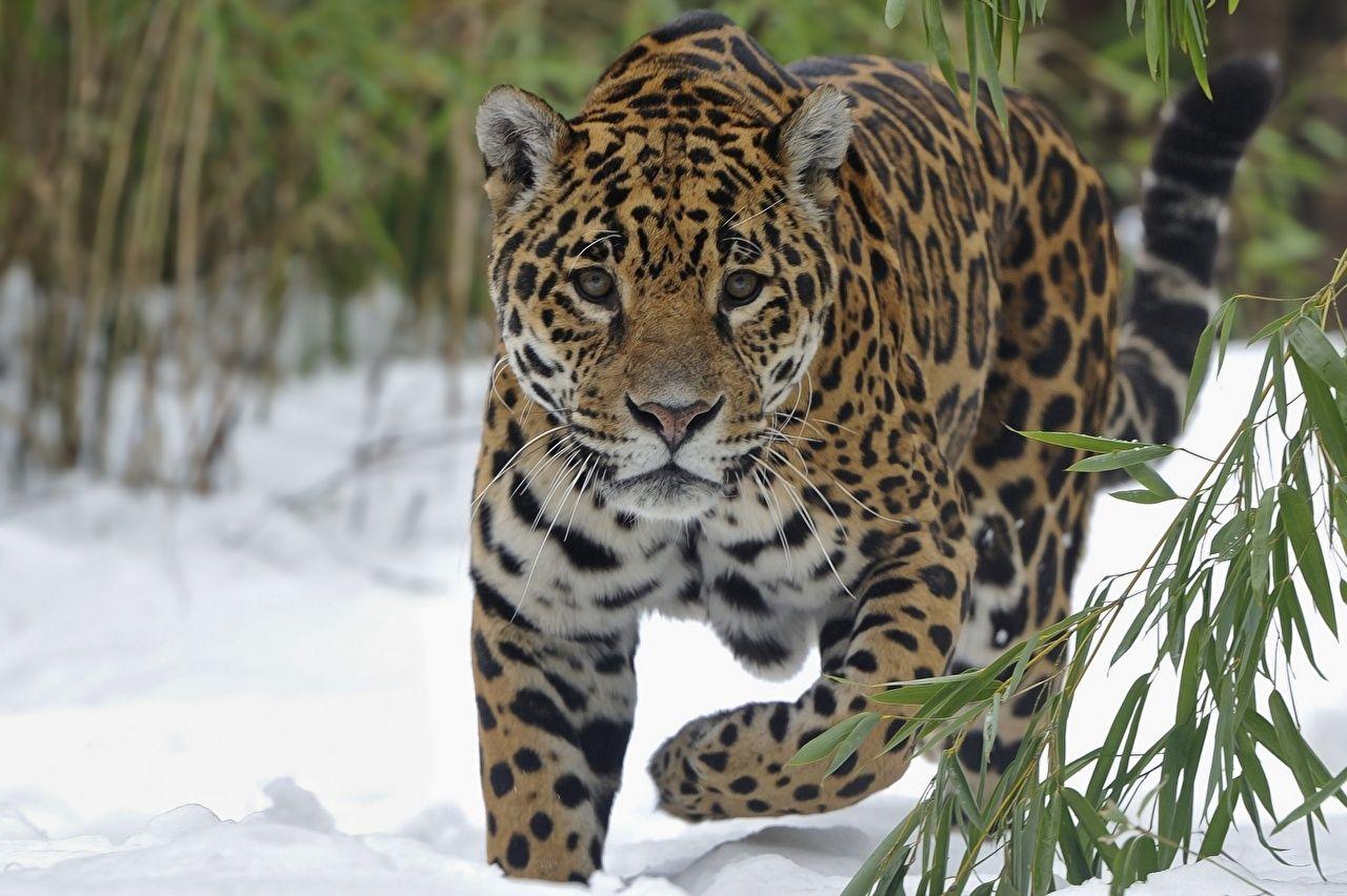 1280x852 Picture jaguar Big cats animal Glance