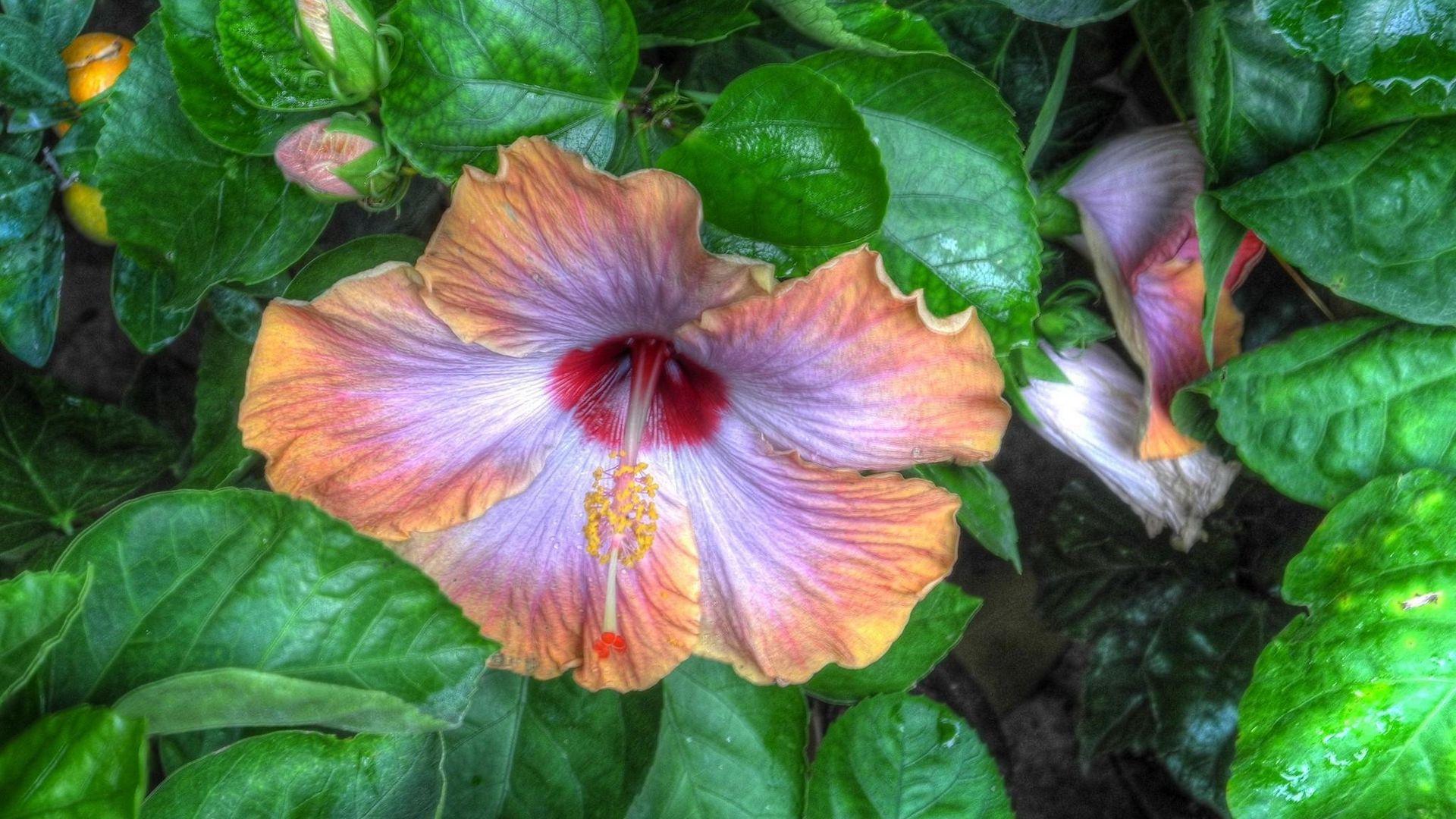 1920x1080 Download wallpaper 1920x1080 hibiscus, flower buds, blossoms, leaves, herbs full hd, hdtv, fhd, 1080p HD background