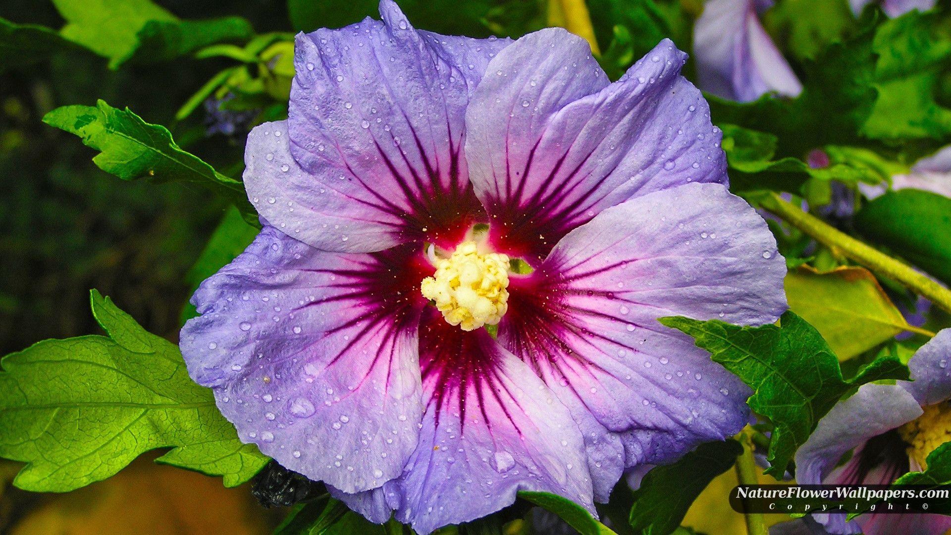 1920x1080 Fine Hibiscus HD Wallpaper.SCB WP&BG Collection