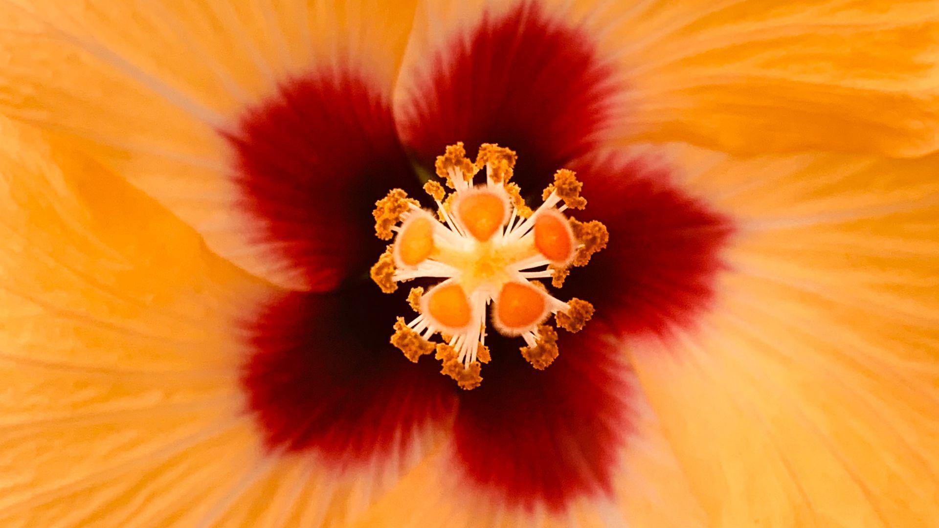 1920x1080 Download wallpaper 1920x1080 hibiscus, flower, yellow, macro, closeup full hd, hdtv, fhd, 1080p HD background