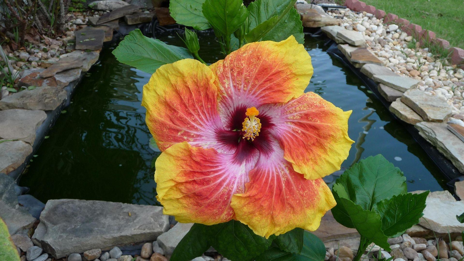 1920x1080 Hibiscus On Beach Wallpaper. Hibiscus Flower Wallpaper, Tropical Hibiscus Wallpaper and Hibiscus Wallpaper