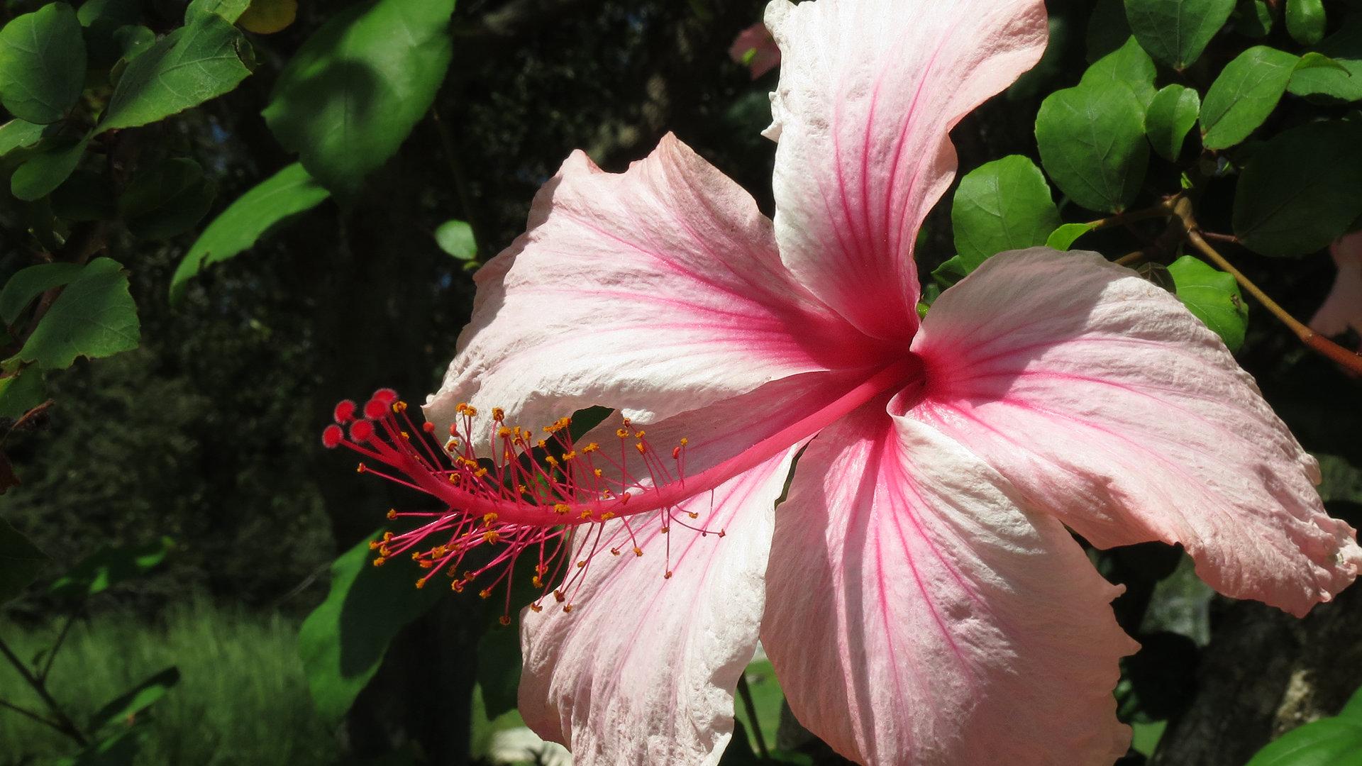 1920x1080 Hibiscus wallpaper 1920x1080 Full HD (1080p) desktop background