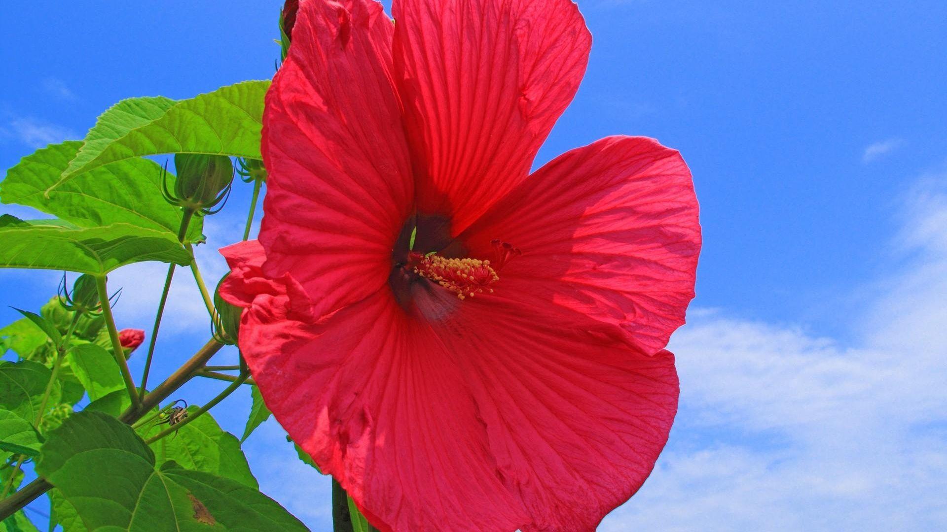 1920x1080 Épinglé par ANTCLIFF HENDERSON sur Flowers Wallpaper. Image cachées