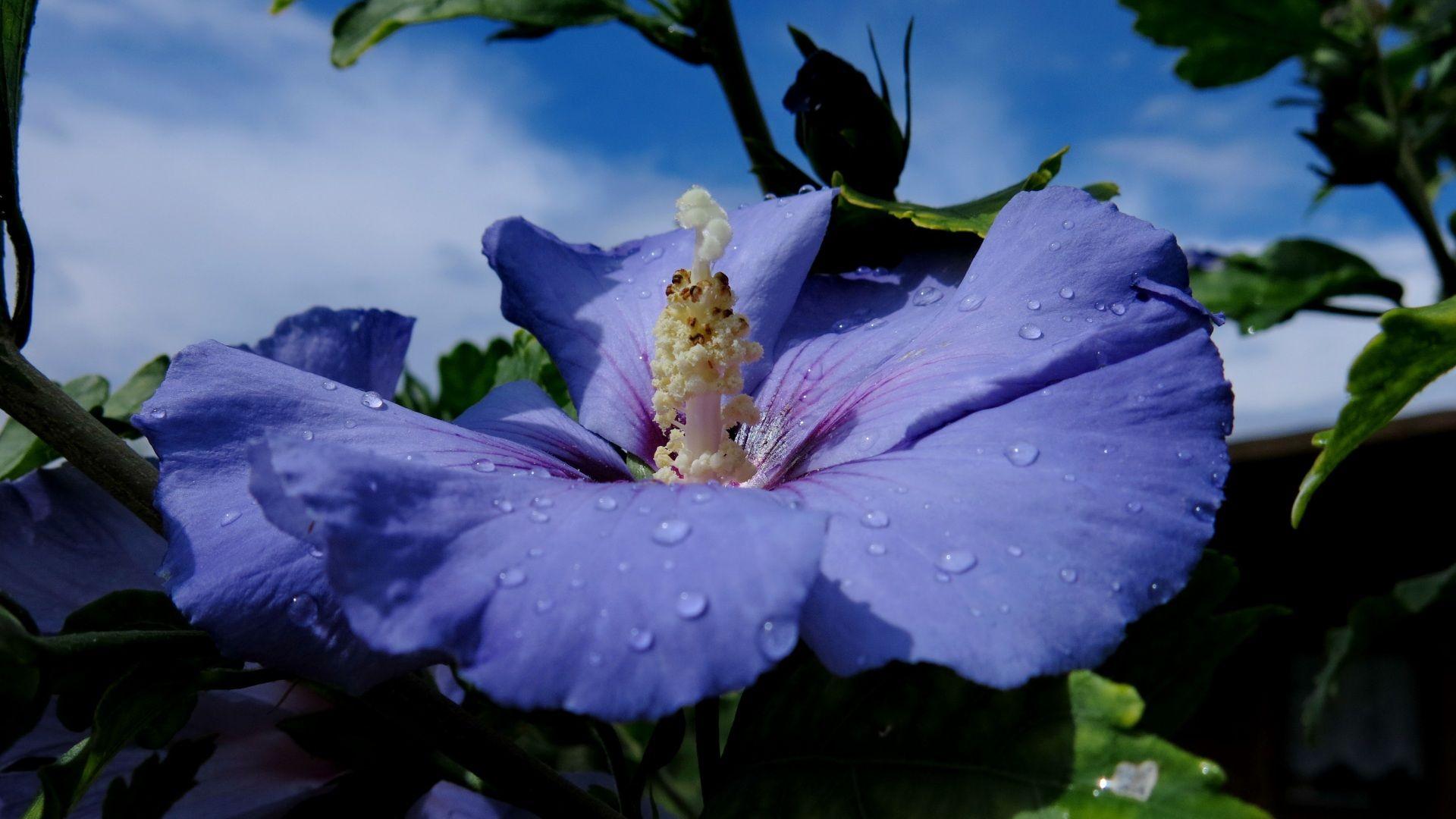1920x1080 Photo Hibiscus Syriacus Blue Drops flower Closeup 1920x1080