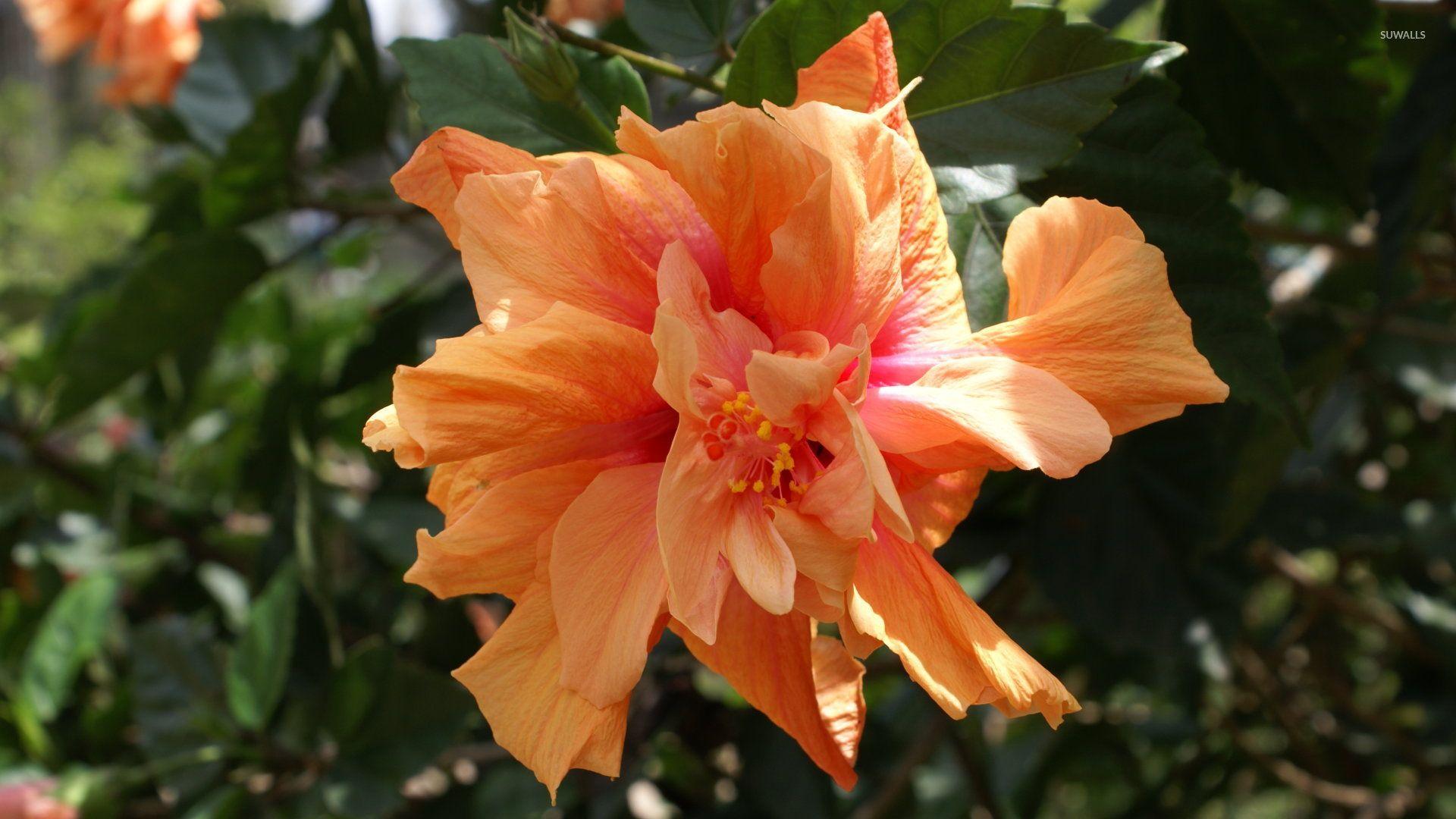 1920x1080 Orange Hibiscus wallpaper wallpaper