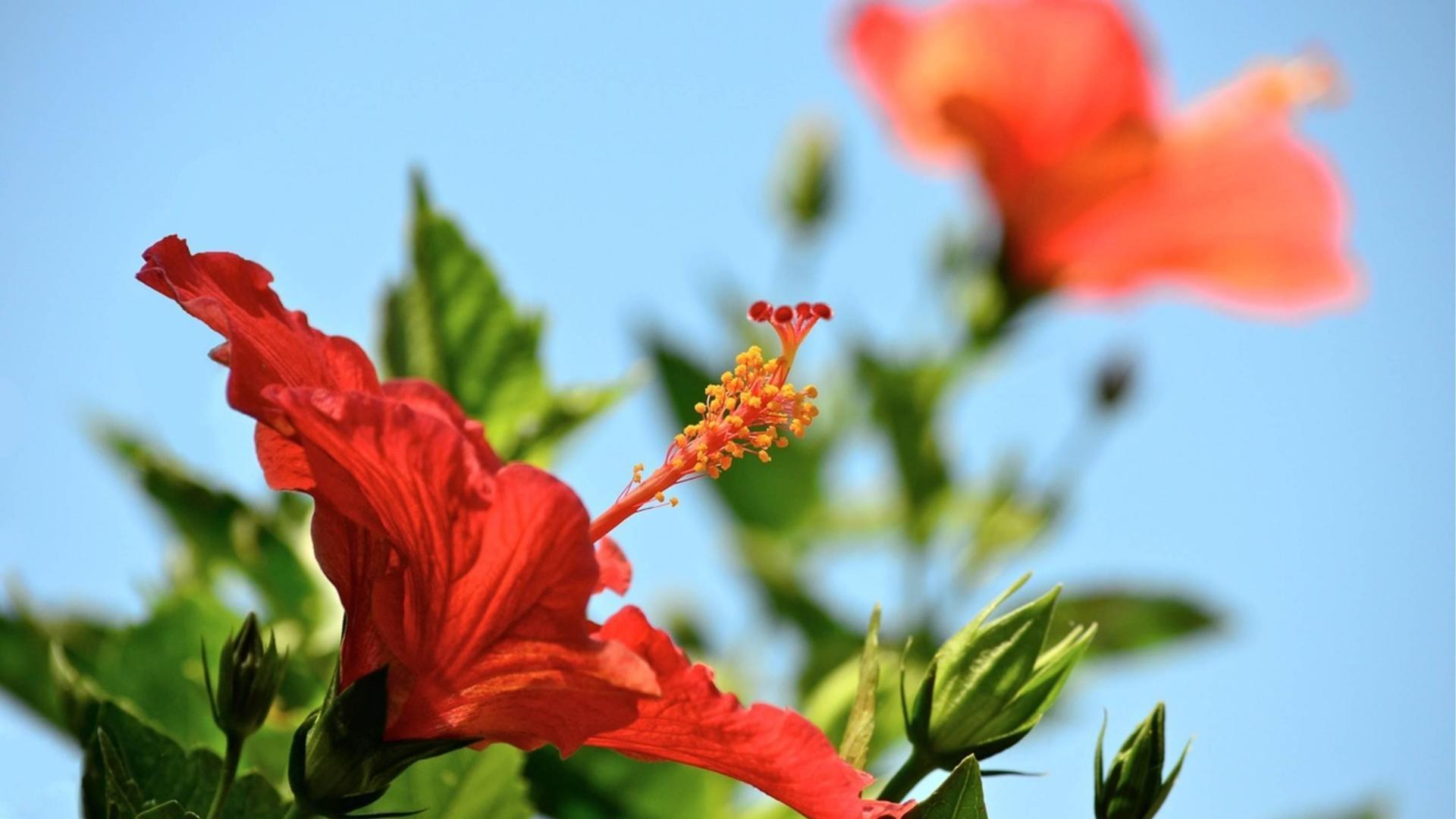 1920x1080 Hawaiian Hibiscus