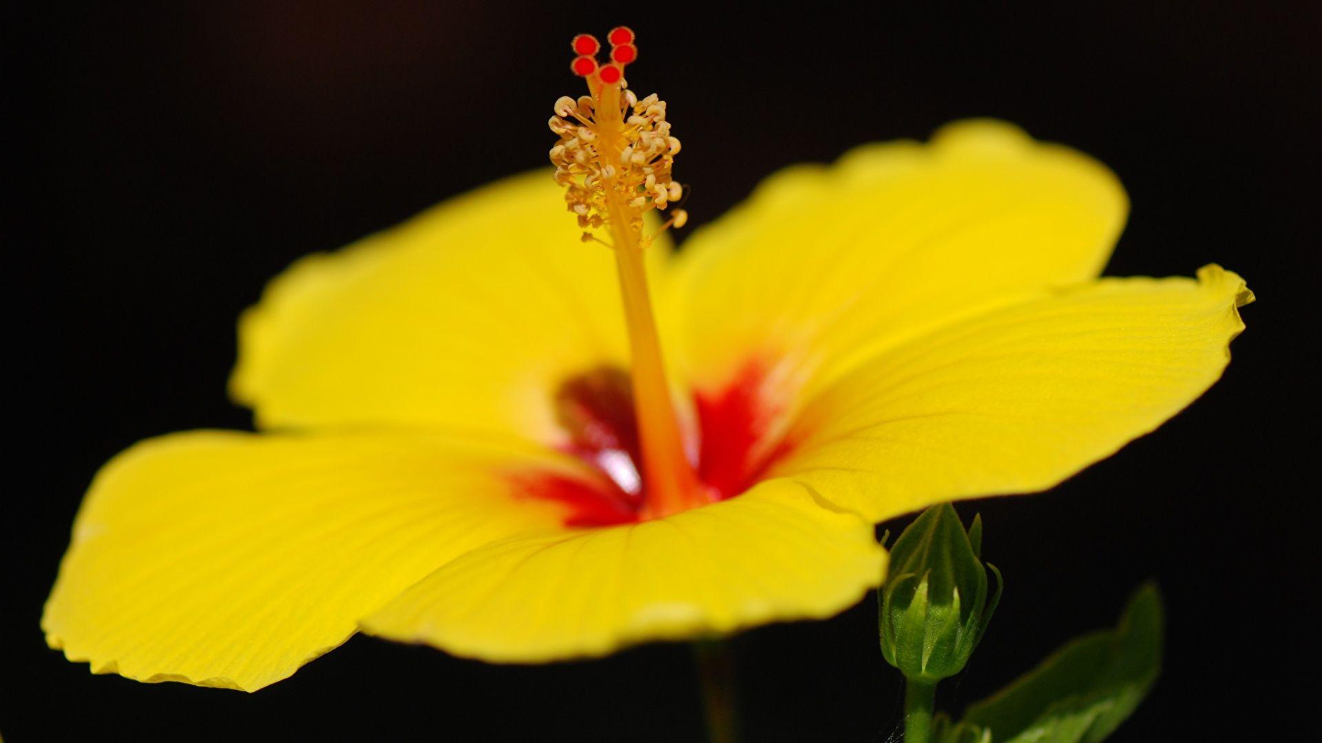 1920x1080 Picture Yellow Flowers Hibiscus Closeup Black background 1920x1080