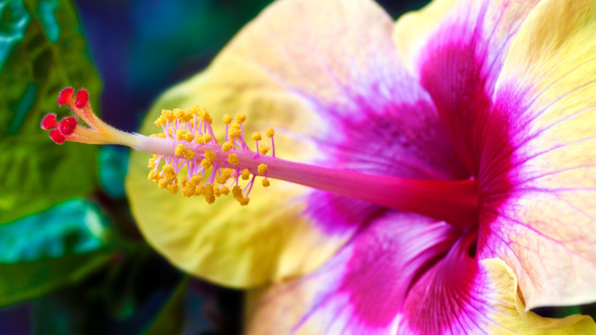 1920x1080 Hibiscus Macro HD wallpaper « HD Wallpaper