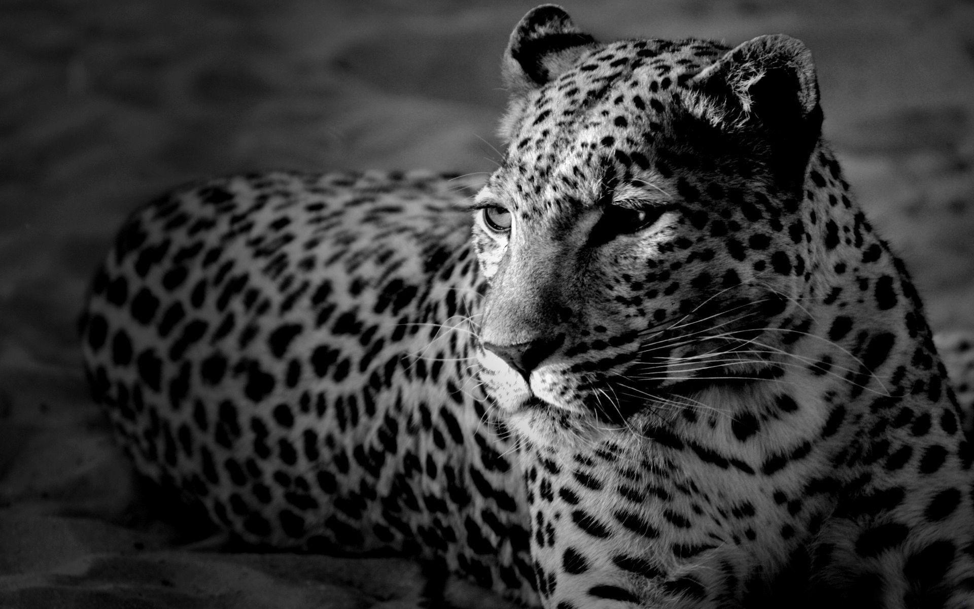 1920x1200 animal, Jaguar, photography, cat wallpaper