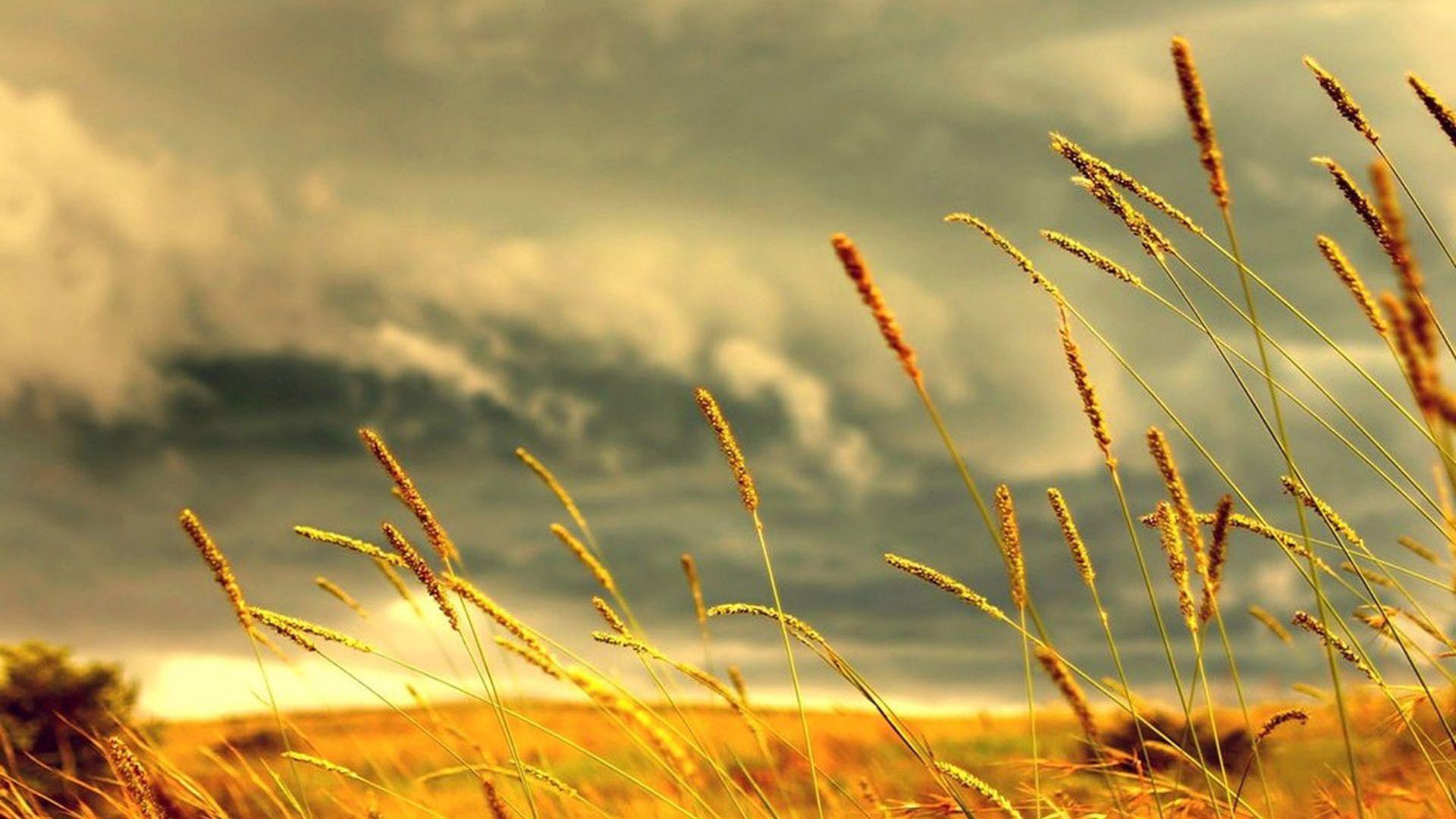 1920x1080 Before the summer storm Desktop wallpaper 1920x1080