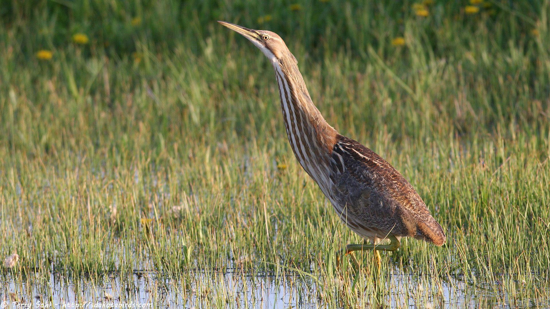 1920x1080 Free Hi Res Bird And Nature Wallpaper Dakota Birds And Birding