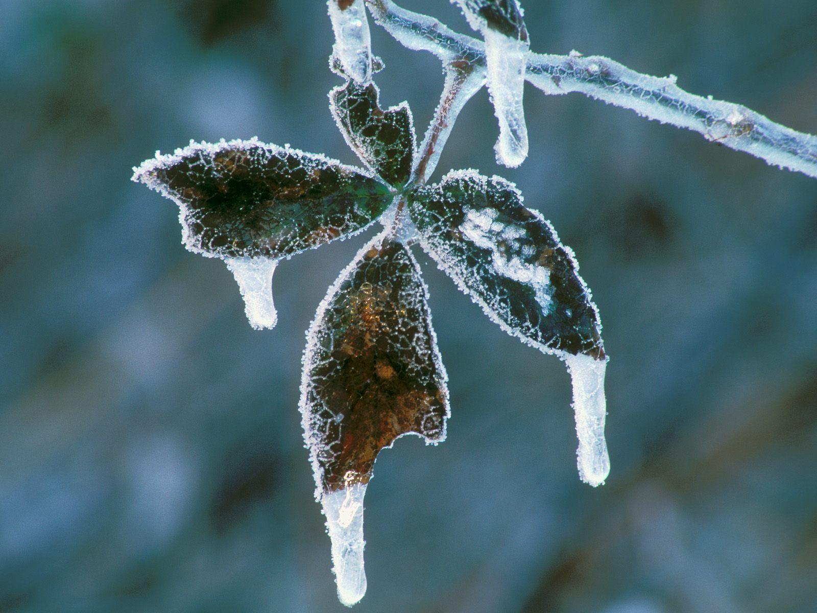 1600x1200 Blackberry Leaves Coated in Ice Wallpaper Winter Nature Wallpaper in jpg format for free download