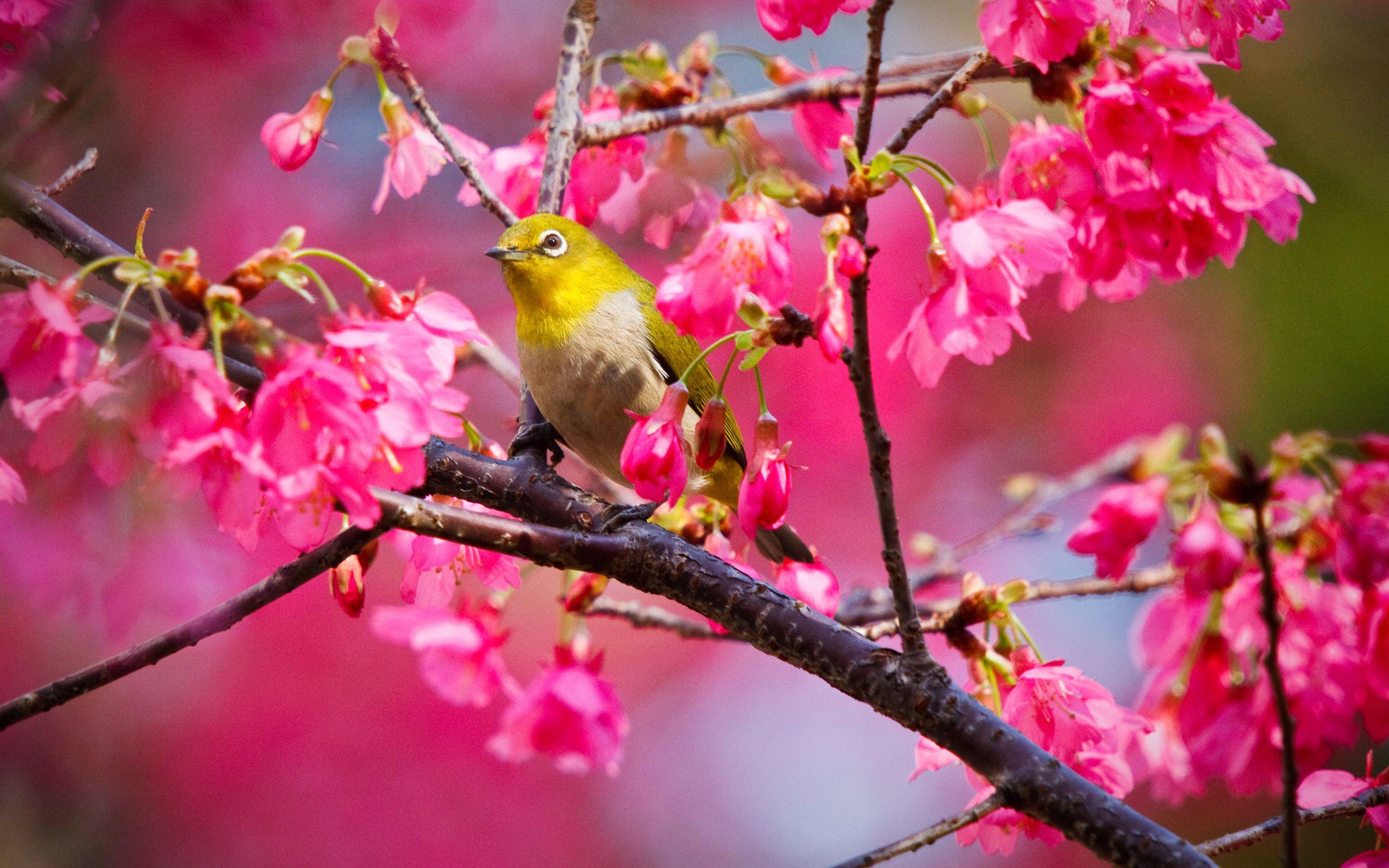 2560x1600 Free download yellow bird on the branch of rose color cherry tree click to download [2560x1600] for your Desktop, Mobile & Tablet. Explore Wallpaper with Trees and Birds