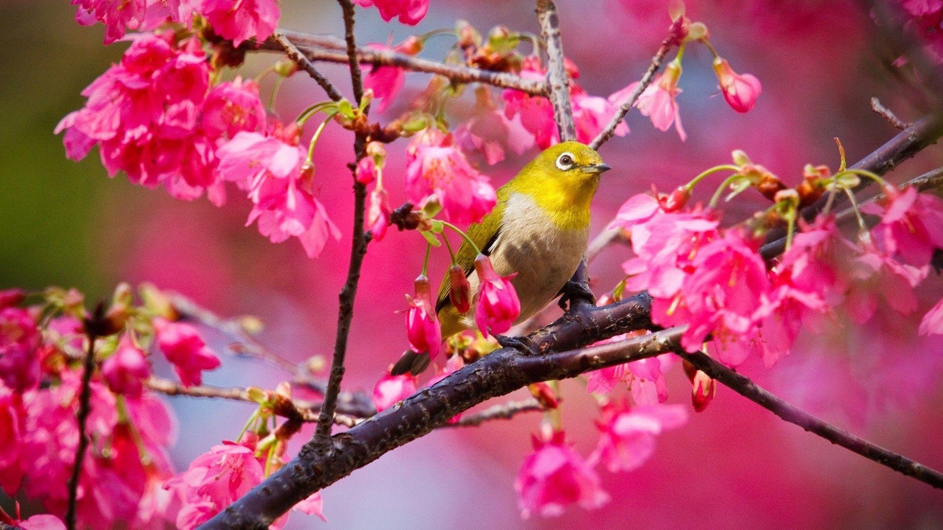 1920x1080 Yellow Bird In A Blossoming Tree