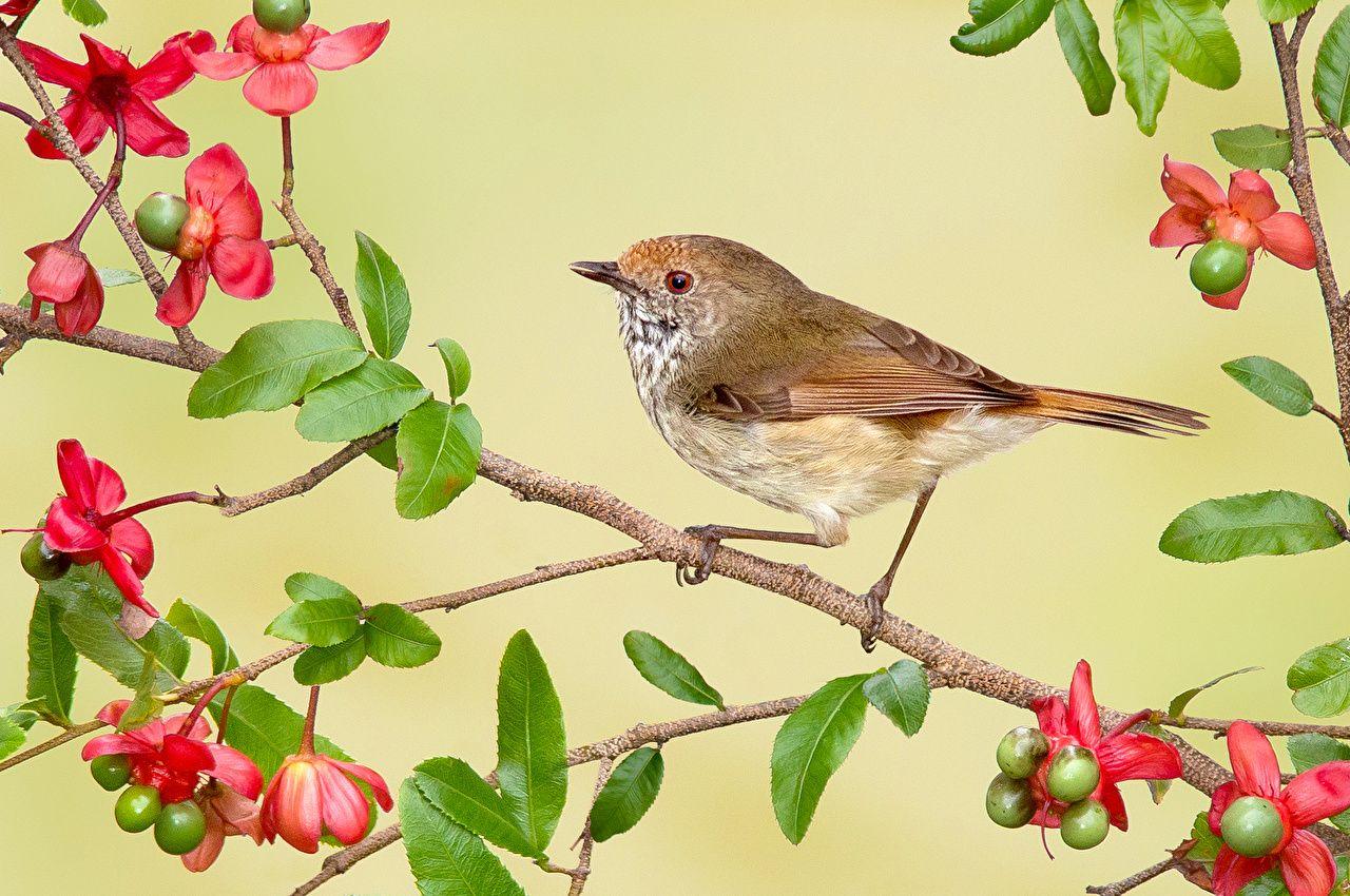 Bird and Tree Desktop Wallpapers - Top Free Bird and Tree Desktop