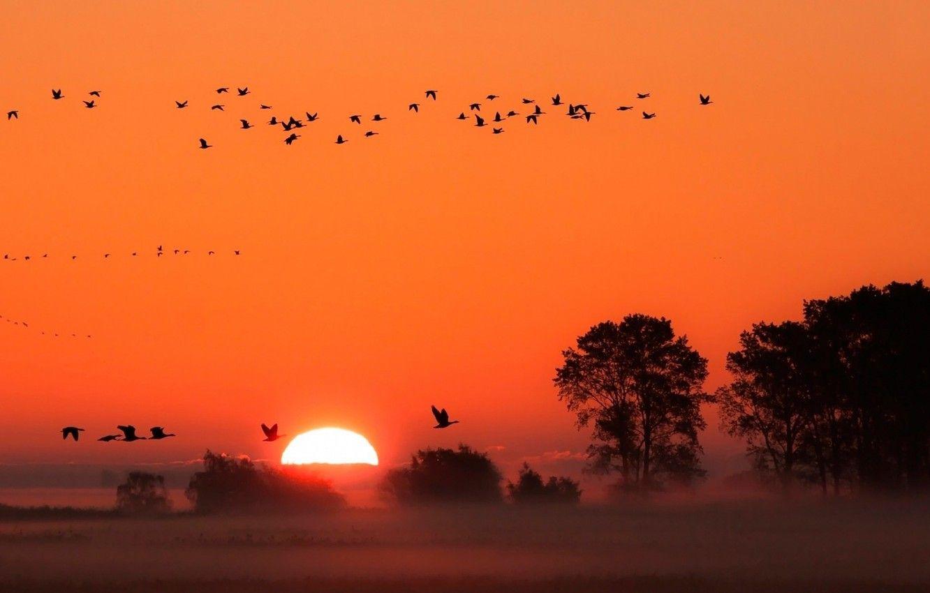 1332x850 Wallpaper trees, bird, sunset, sun, fog image for desktop, section природа